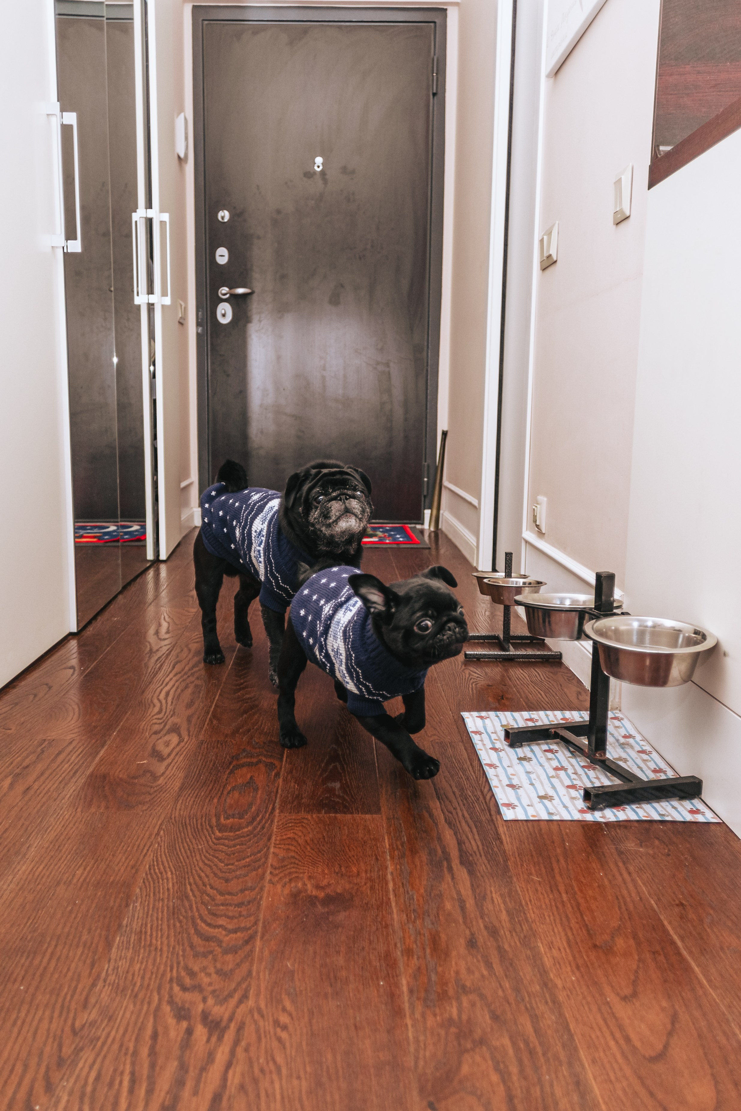 Домашняя фотосессия Оли и двух ее мопсов. Фотограф-анималист Татьяна Степанова