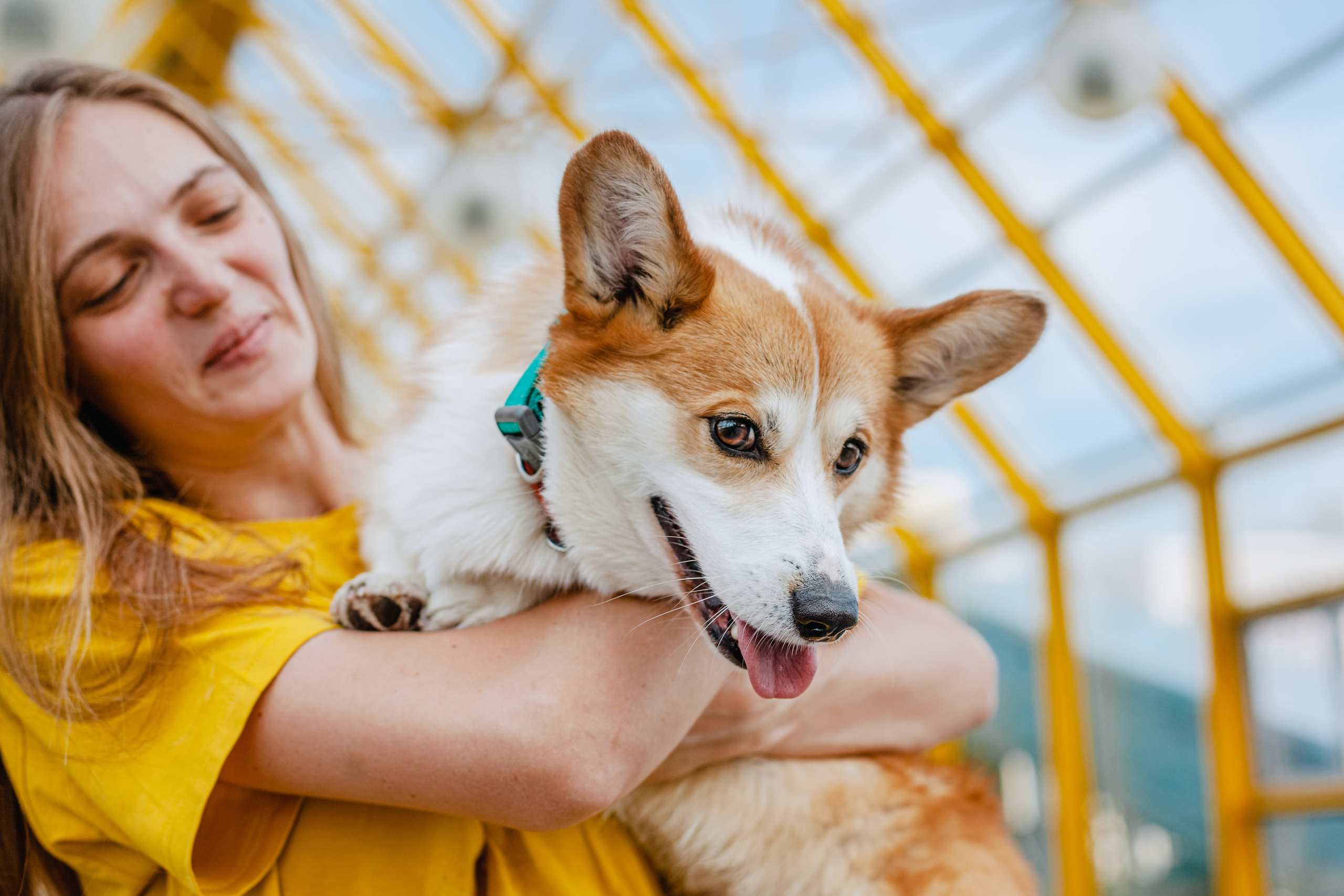 Андреевский мост. Фотограф-анималист Татьяна Степанова
