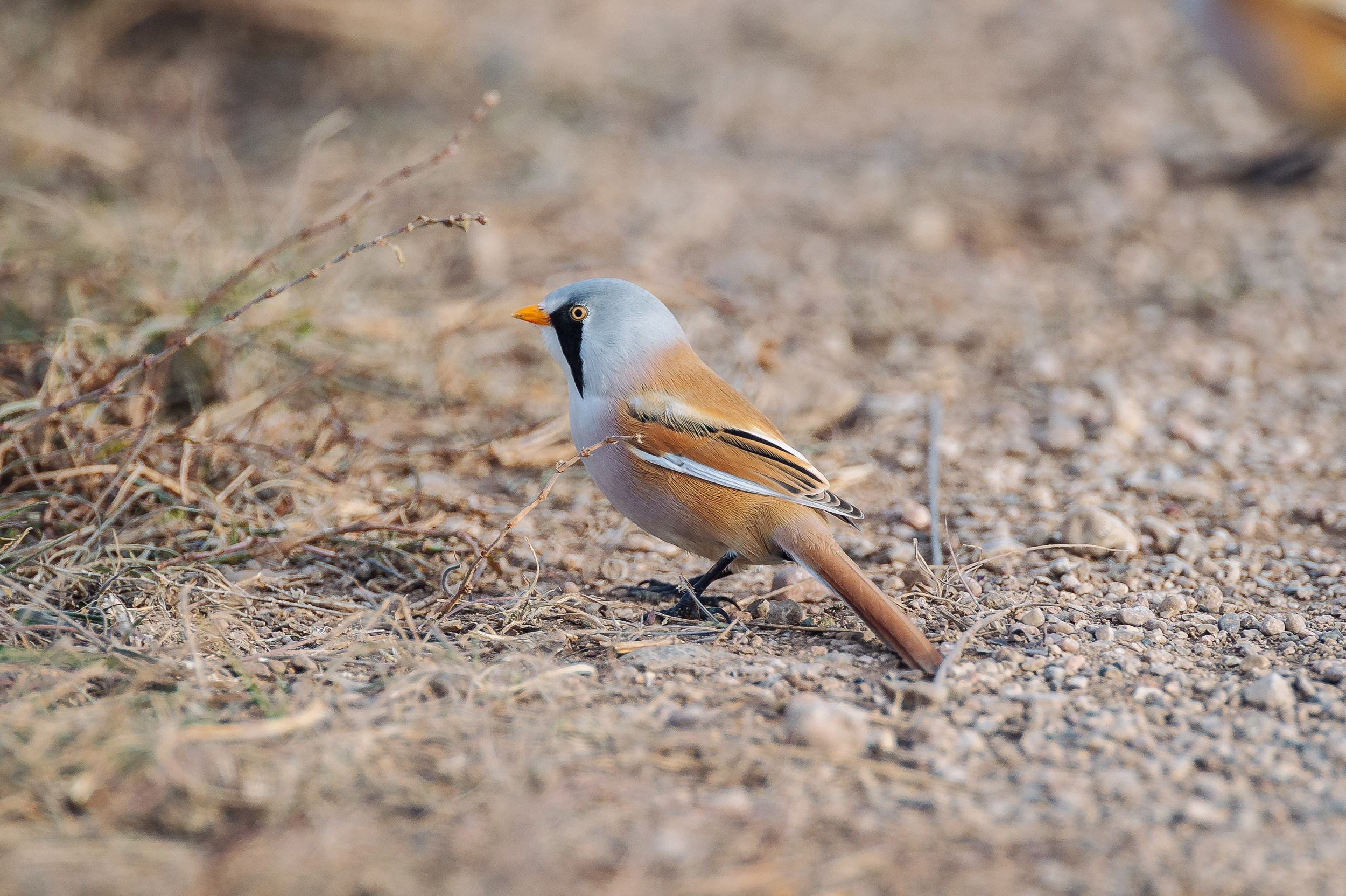 Птицы. Спортивный фотограф в Уфе Евгений Буров