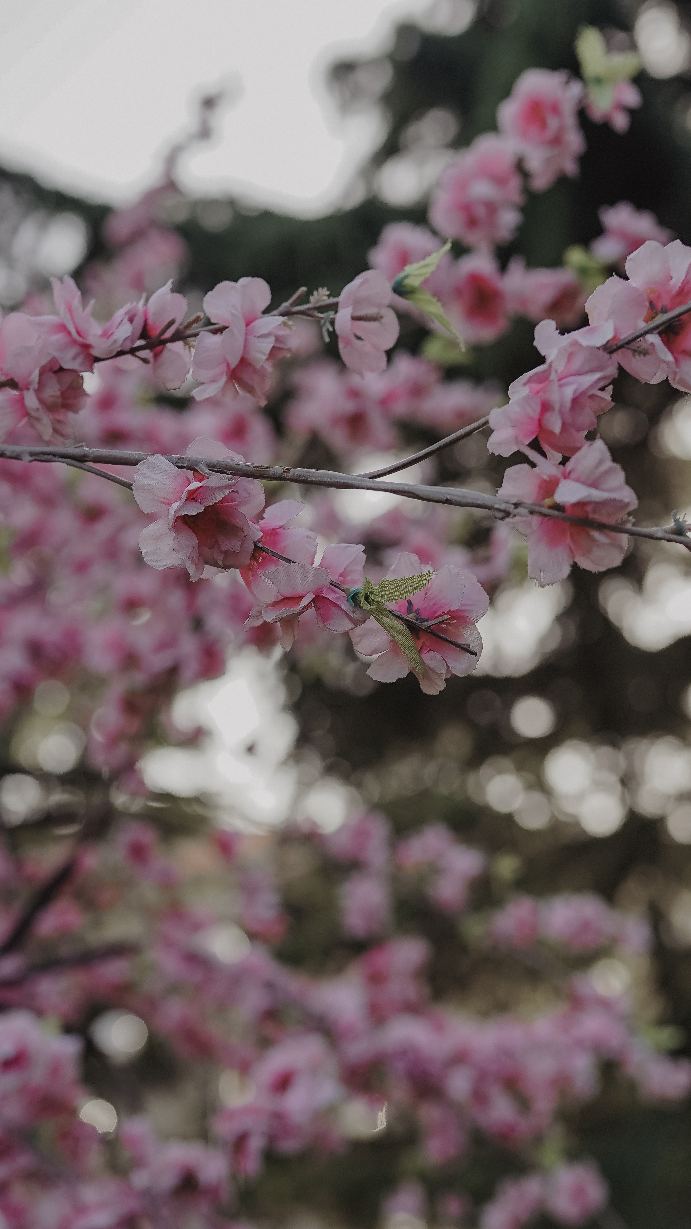 Сквер у Морского Вокзала. Милана Довгаль - семейный фотограф и видеограф  в Адлере и Сочи