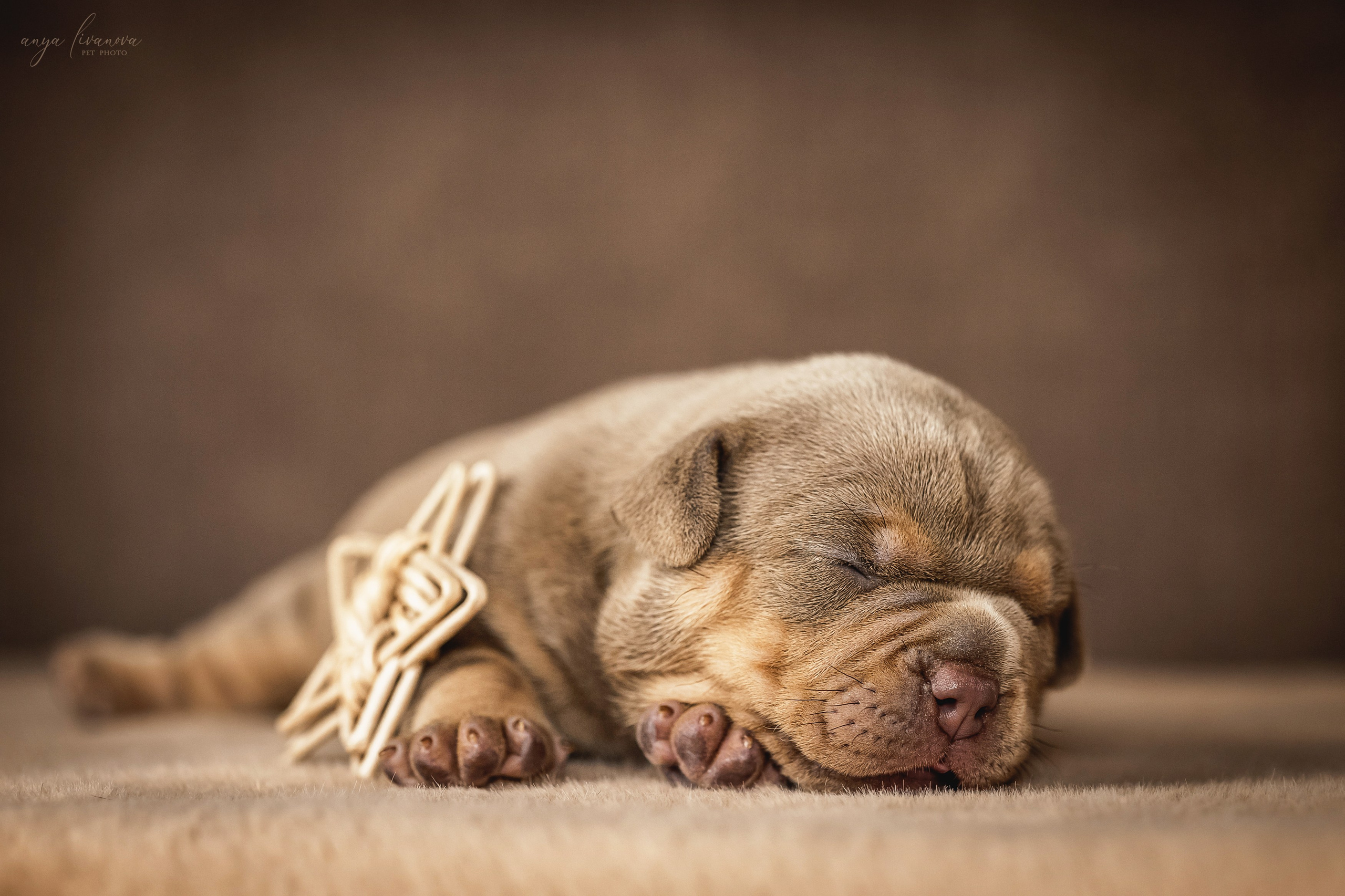 Амбулли. Фотограф анималист Аня Ливанова | Рыбинск