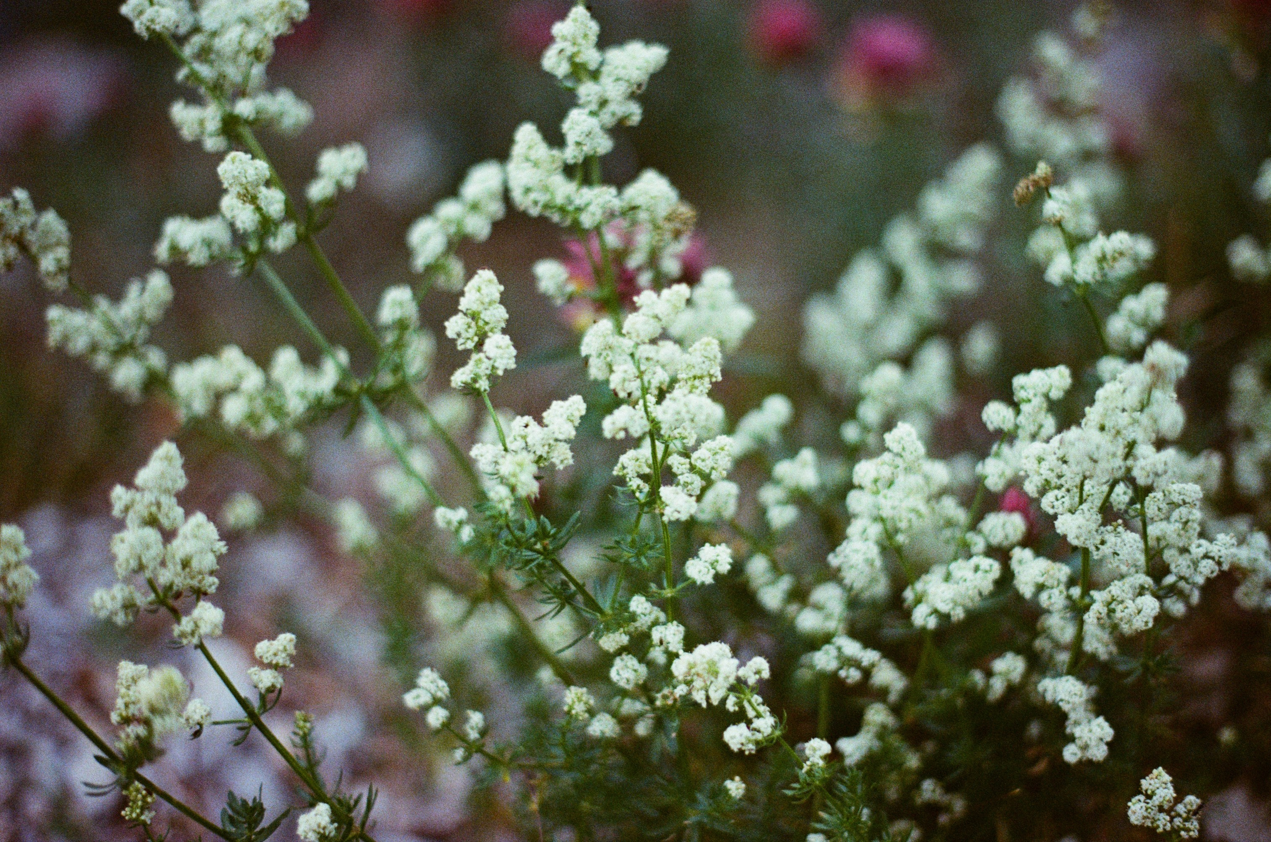 Silver strings // ukraine, crimea III. EVER EXPOSED