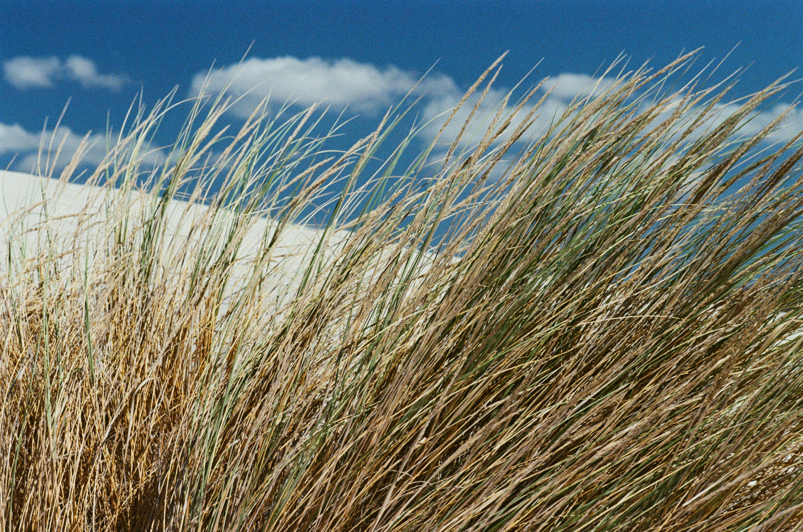 Coraline // sardinia, is arenas biancas II. EVER EXPOSED