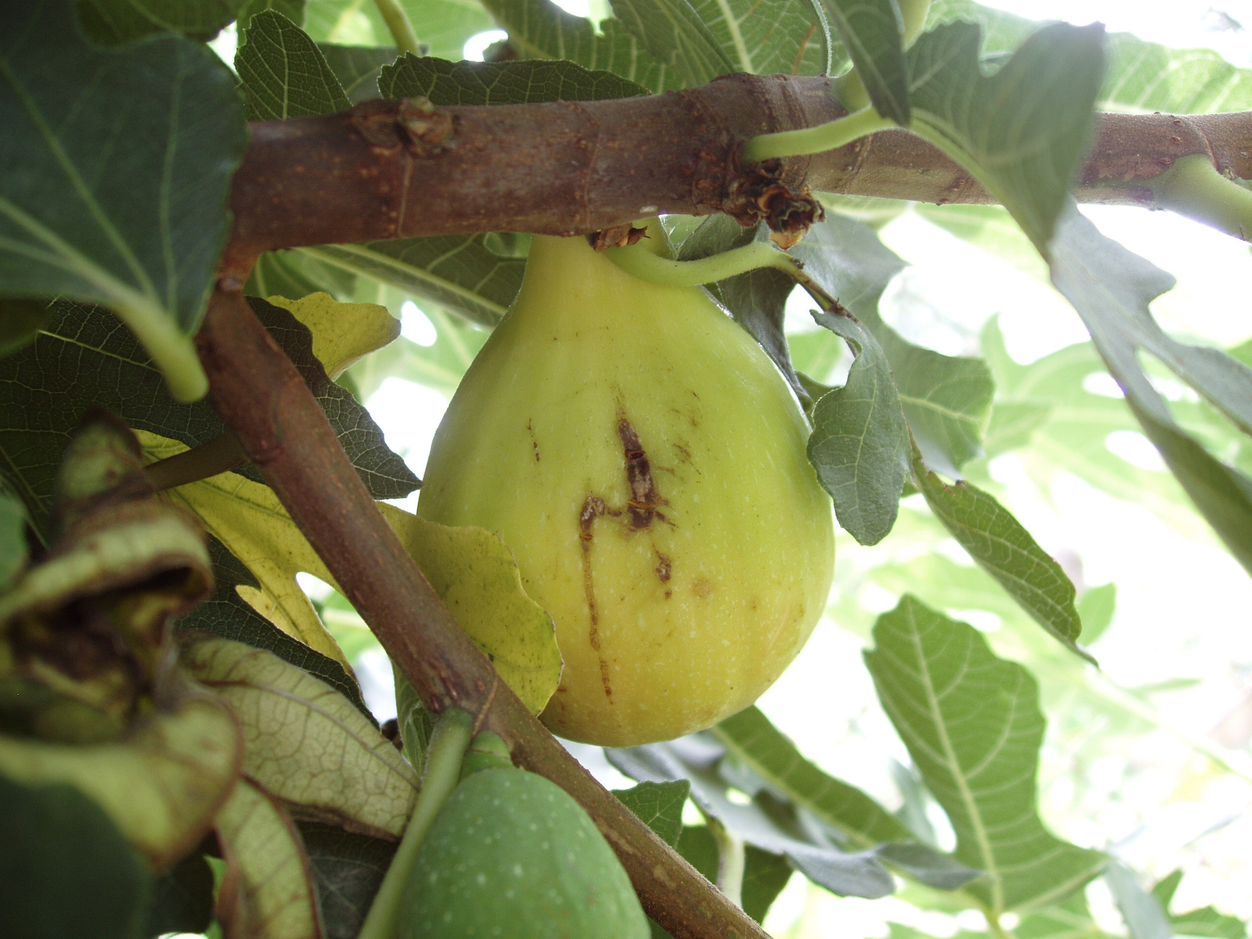 Отпуск 20.07-17.08. Семейный, Свадебный фотограф СПБ Питер— Романова Екатерина