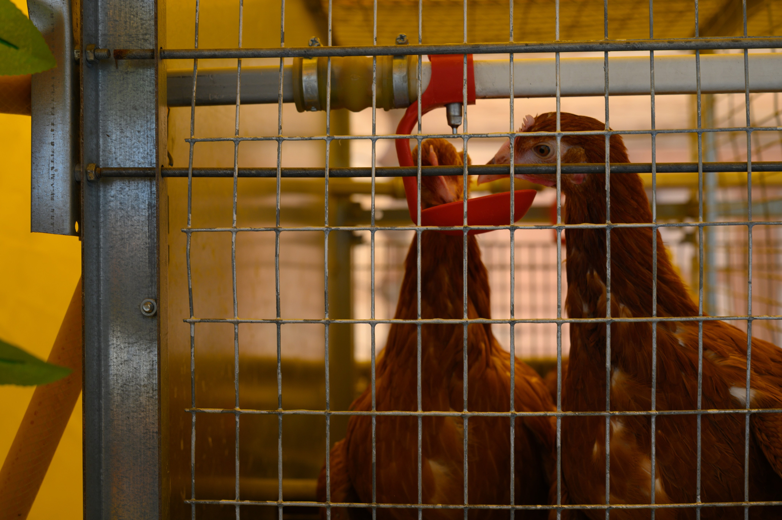 Агровыставка. Фотоуслуги, услуги фотографа, фотографирование важных событий