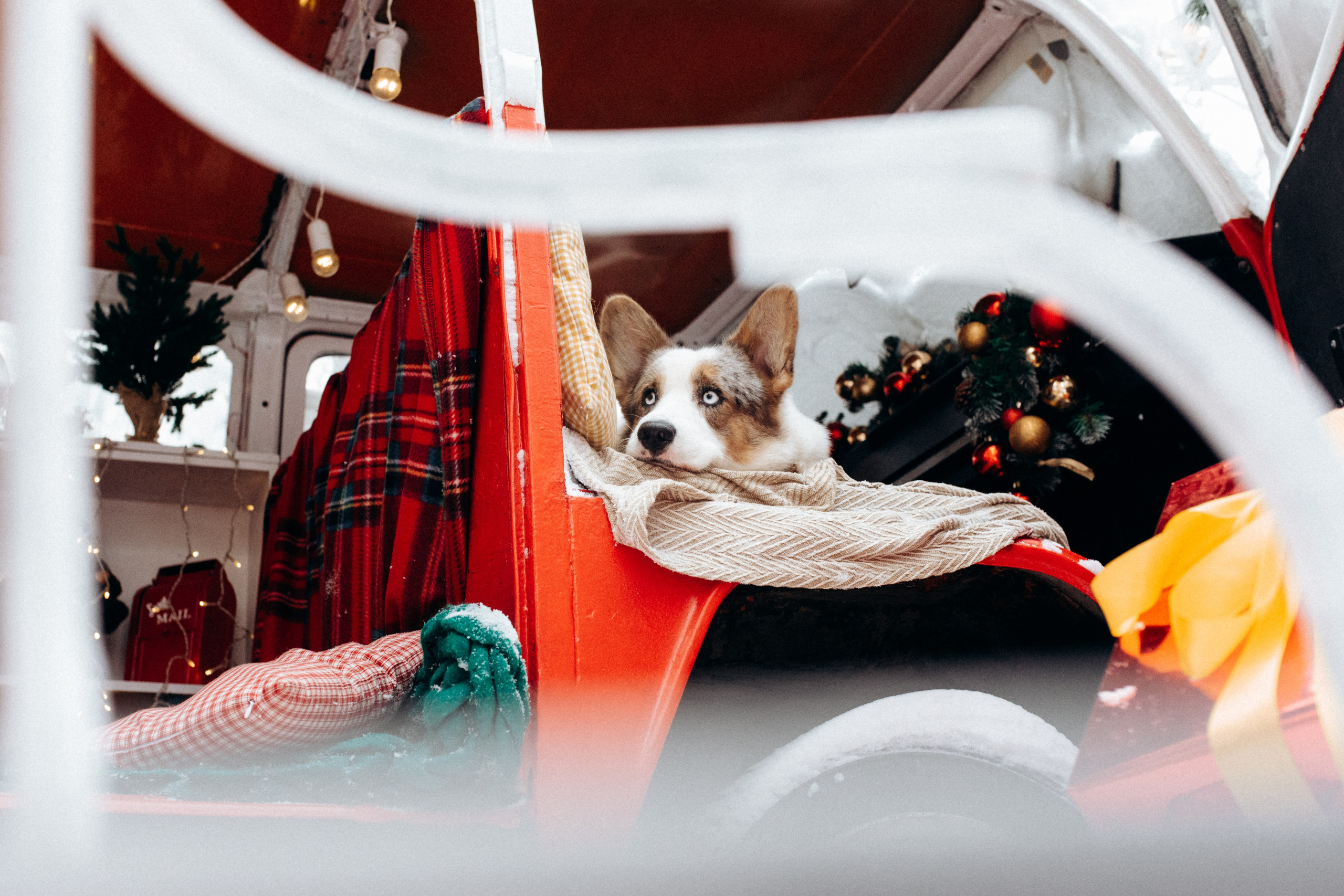 Маша и Дэф. Фотограф анималист в Москве Ольга Агушева