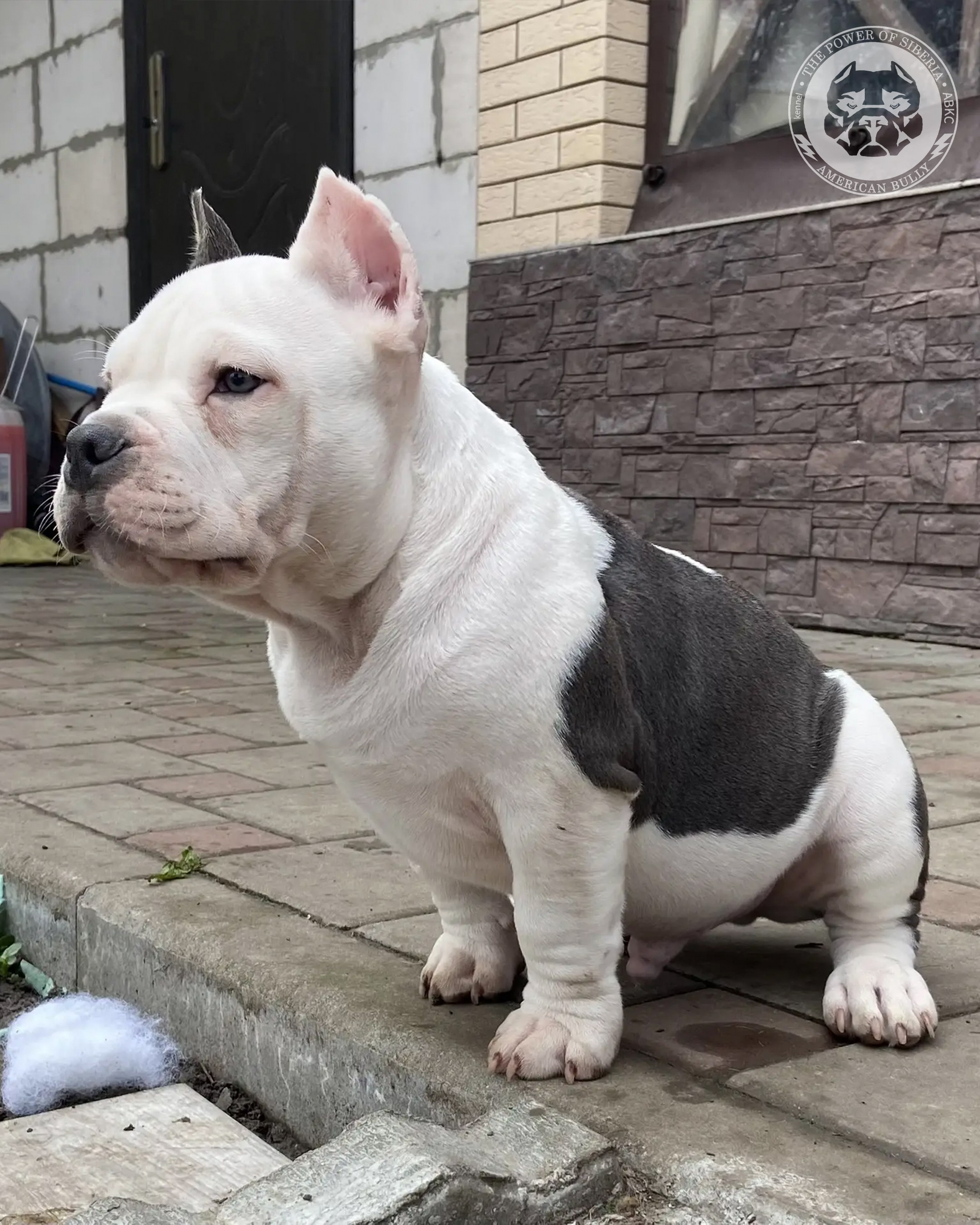 Свободные щенки Американский Булли, в типах покет, классик, стандарт. Американский Булли в г. Ростов-на-Дону. Питомник THE POWER OF SIBERIA