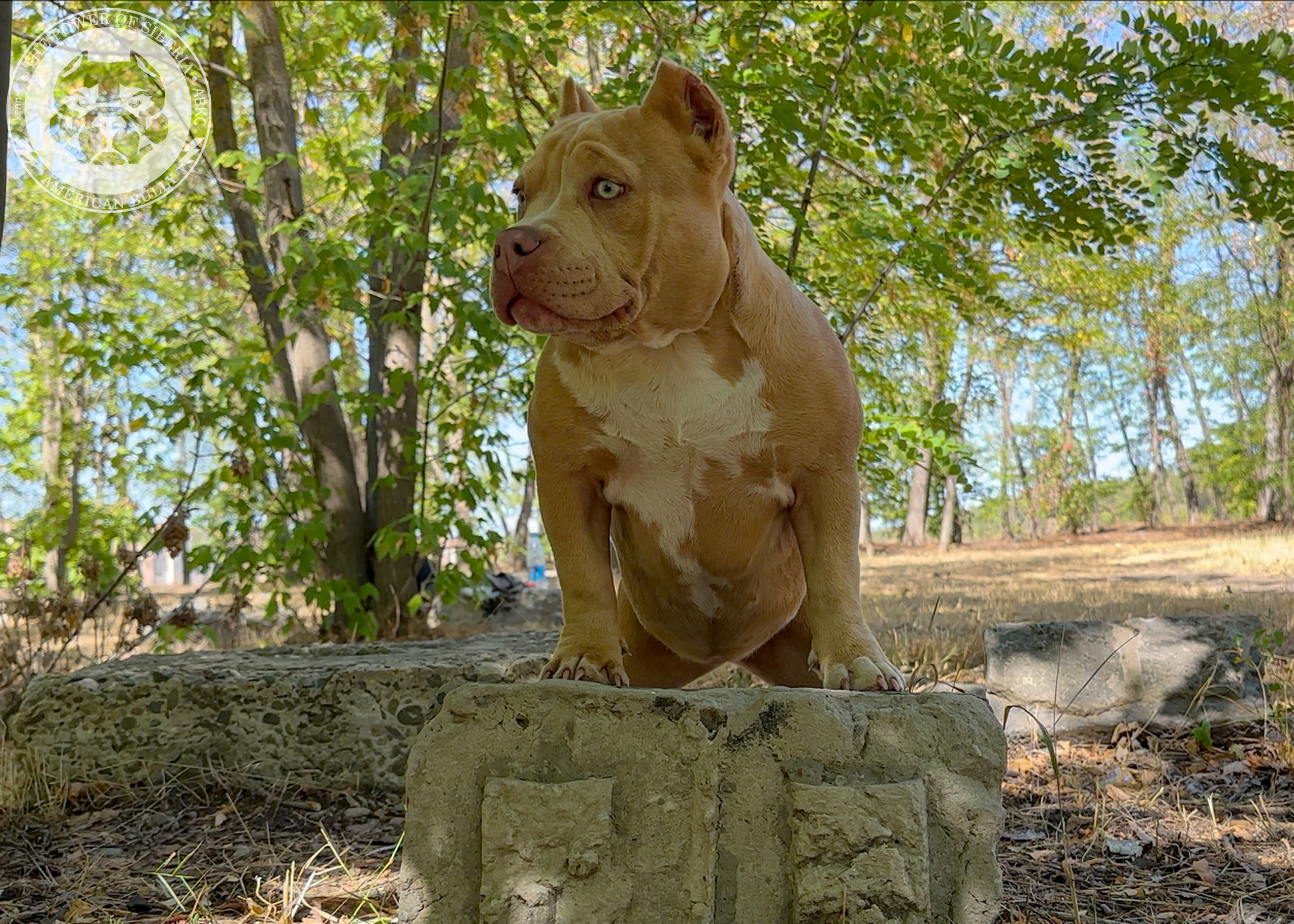 Помет Каспер и Тагира. 21.04.25. Американский Булли в г. Ростов-на-Дону. Питомник THE POWER OF SIBERIA