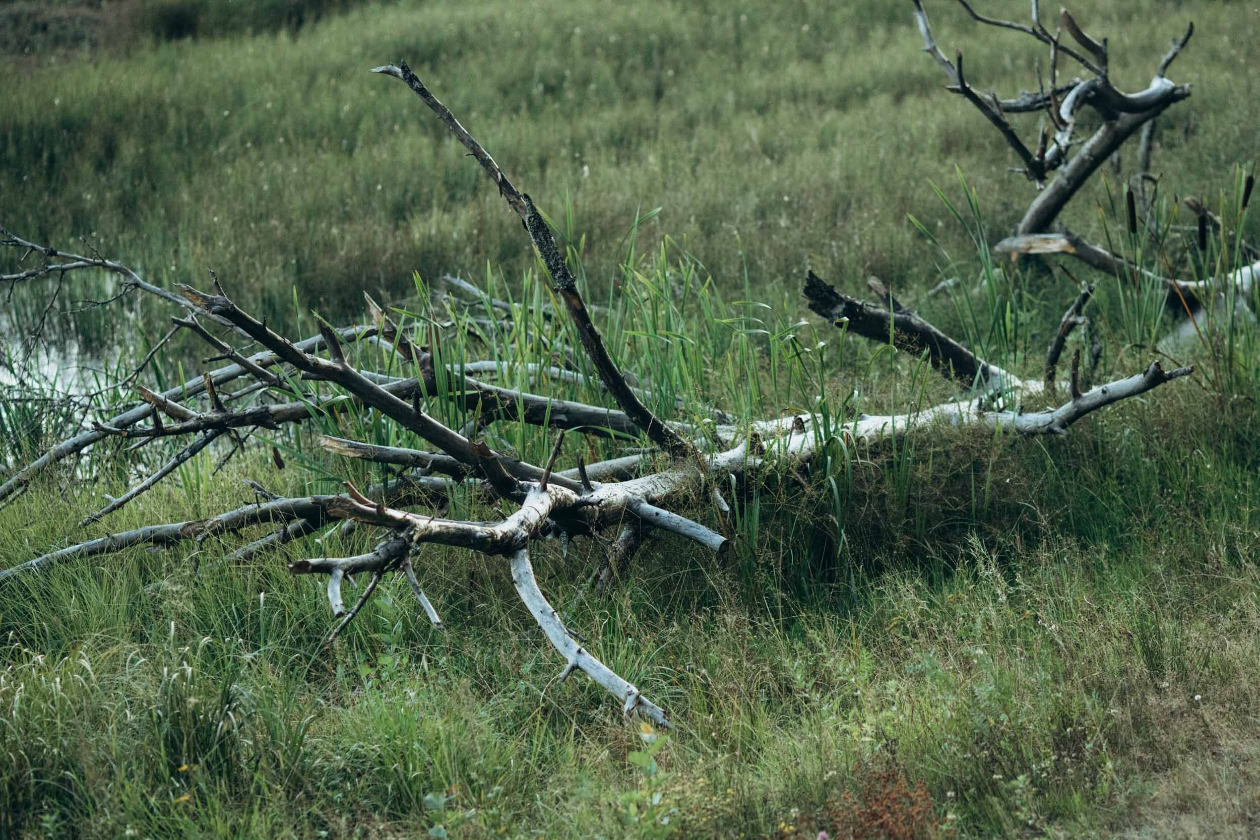 Природные пейзажи. Наталия Клевинскас портретный фотограф в Костроме