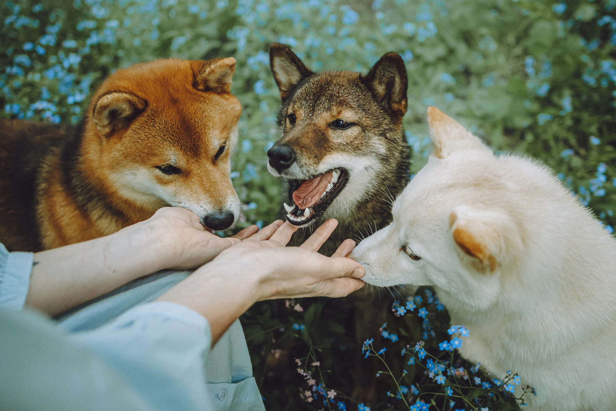 Шед, Цири, Чиби, Цера и их семья