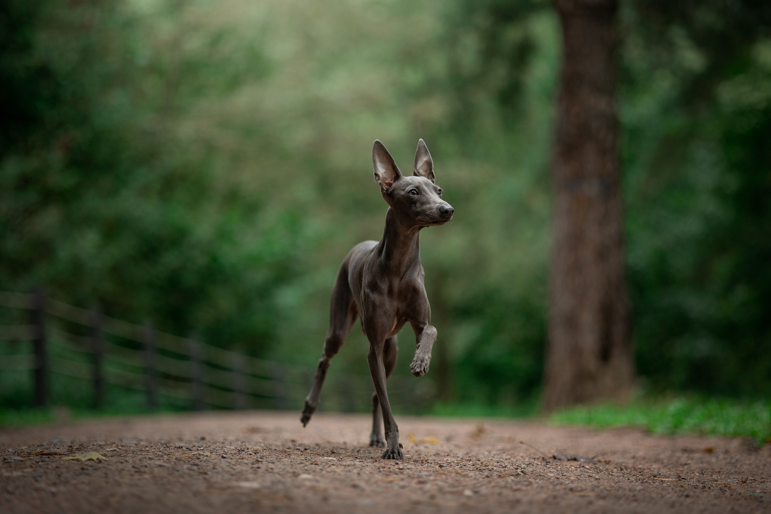 Лучик и ее семья. Фотограф — Анималист | Санкт-Петербург