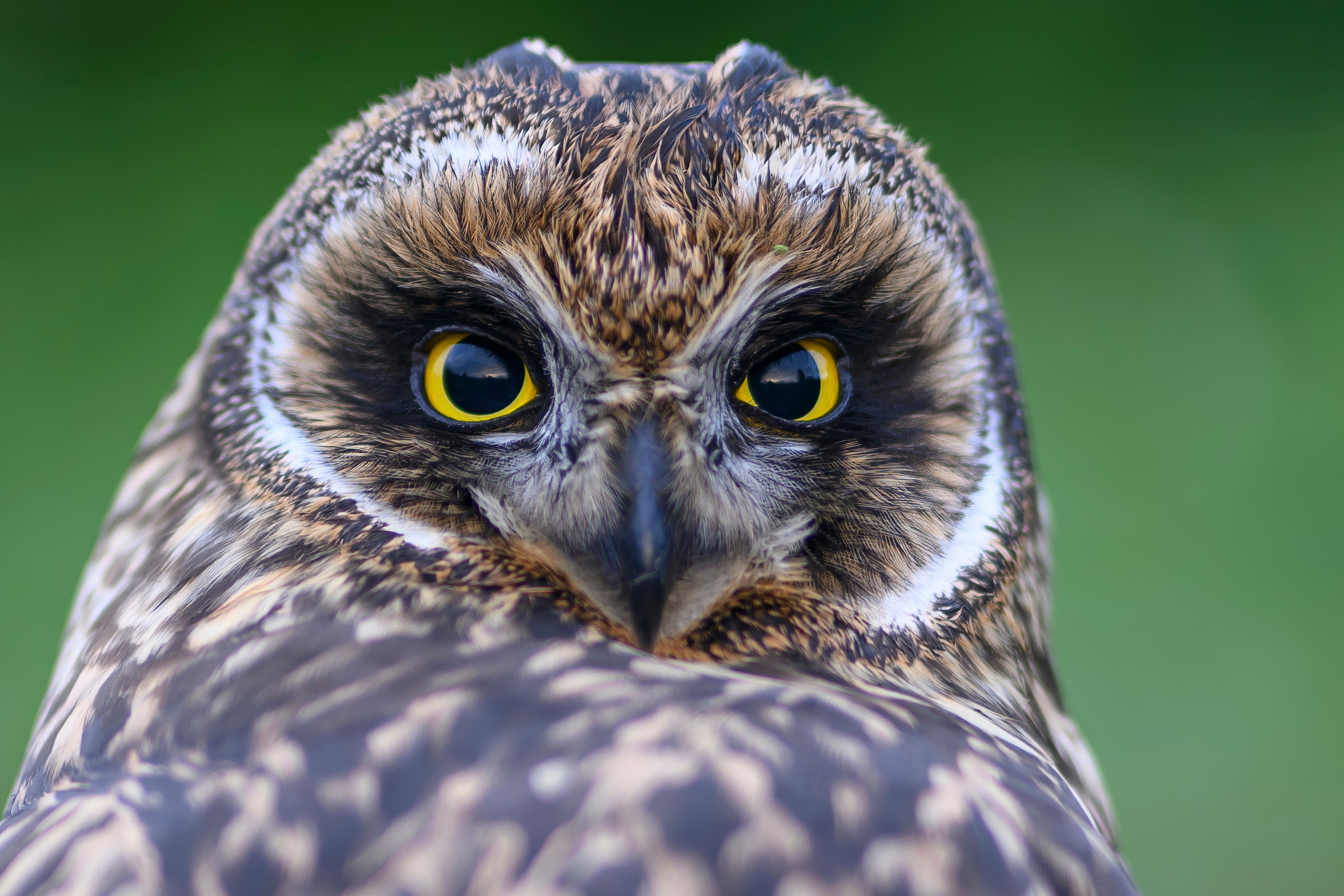Short eared owl. Wildlife photography by Sergey Puponin