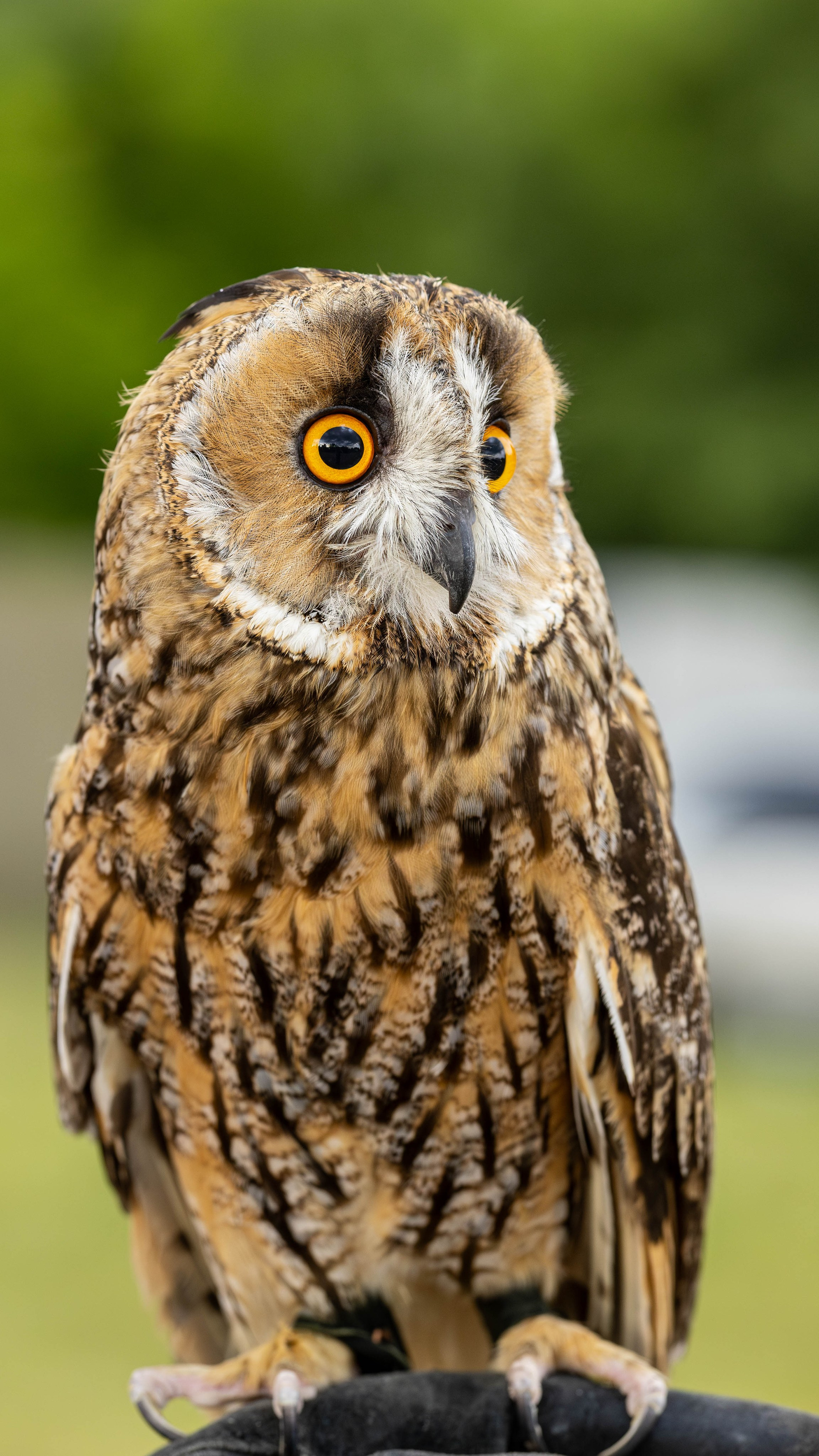 «Лихолесье» 2024. Bertran Ordo