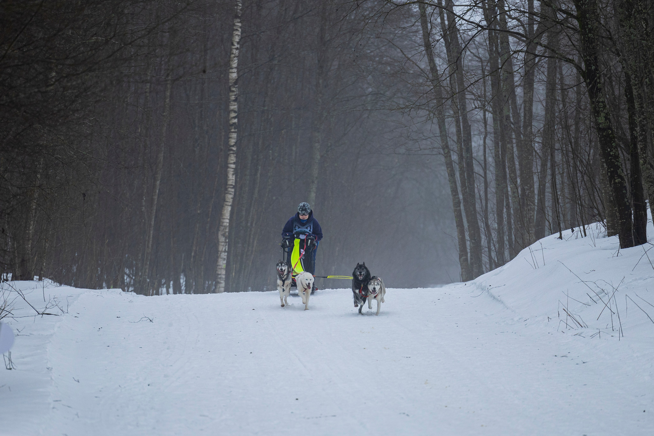 Зимний Чемпионат Санкт-Петербурга по ездовому спорту. Фотограф-анималист Анна Маринич