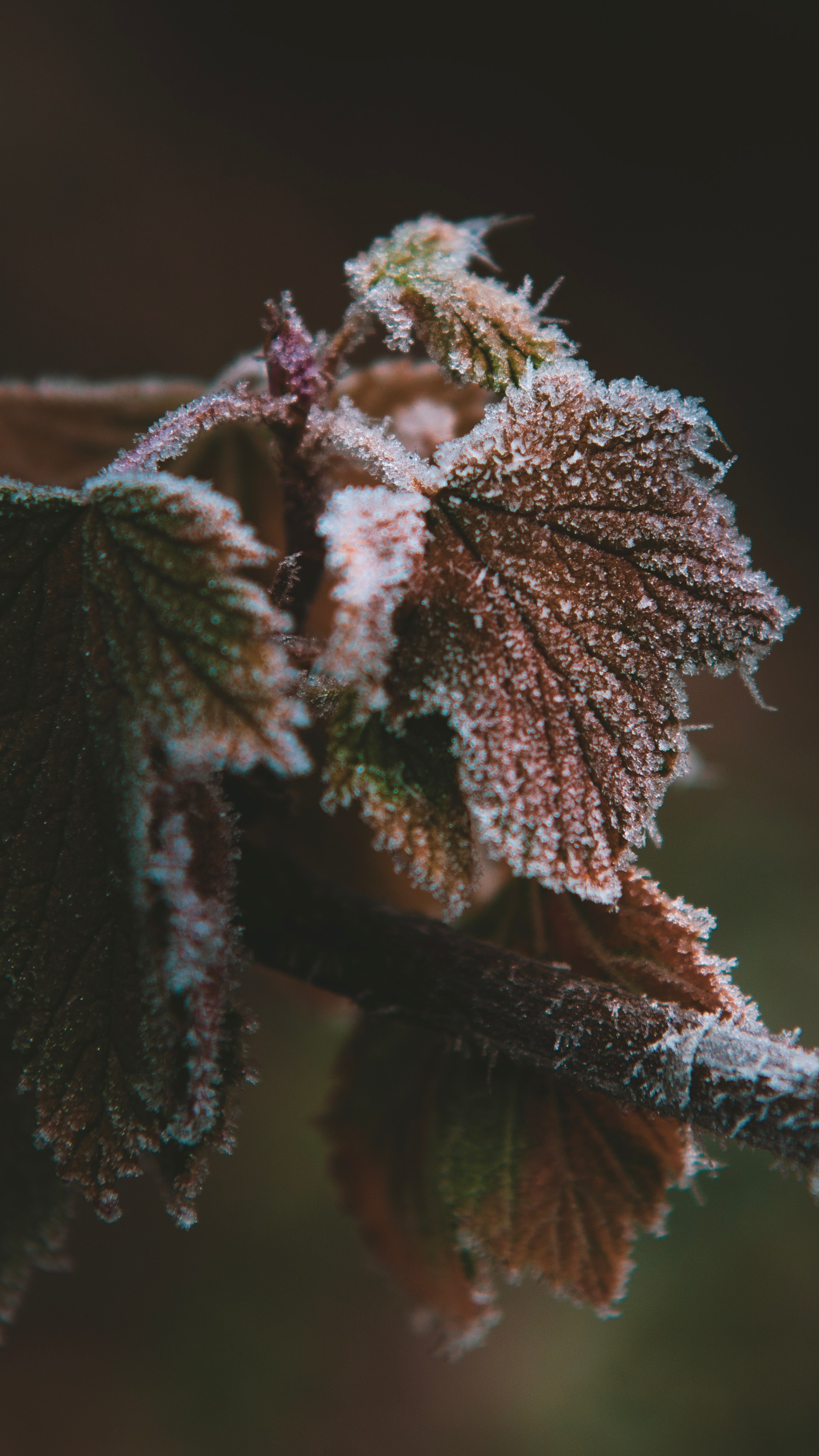 Моими глазами. Профессиональная Ретушь | Ретушер и предметный фотограф Алла Белова