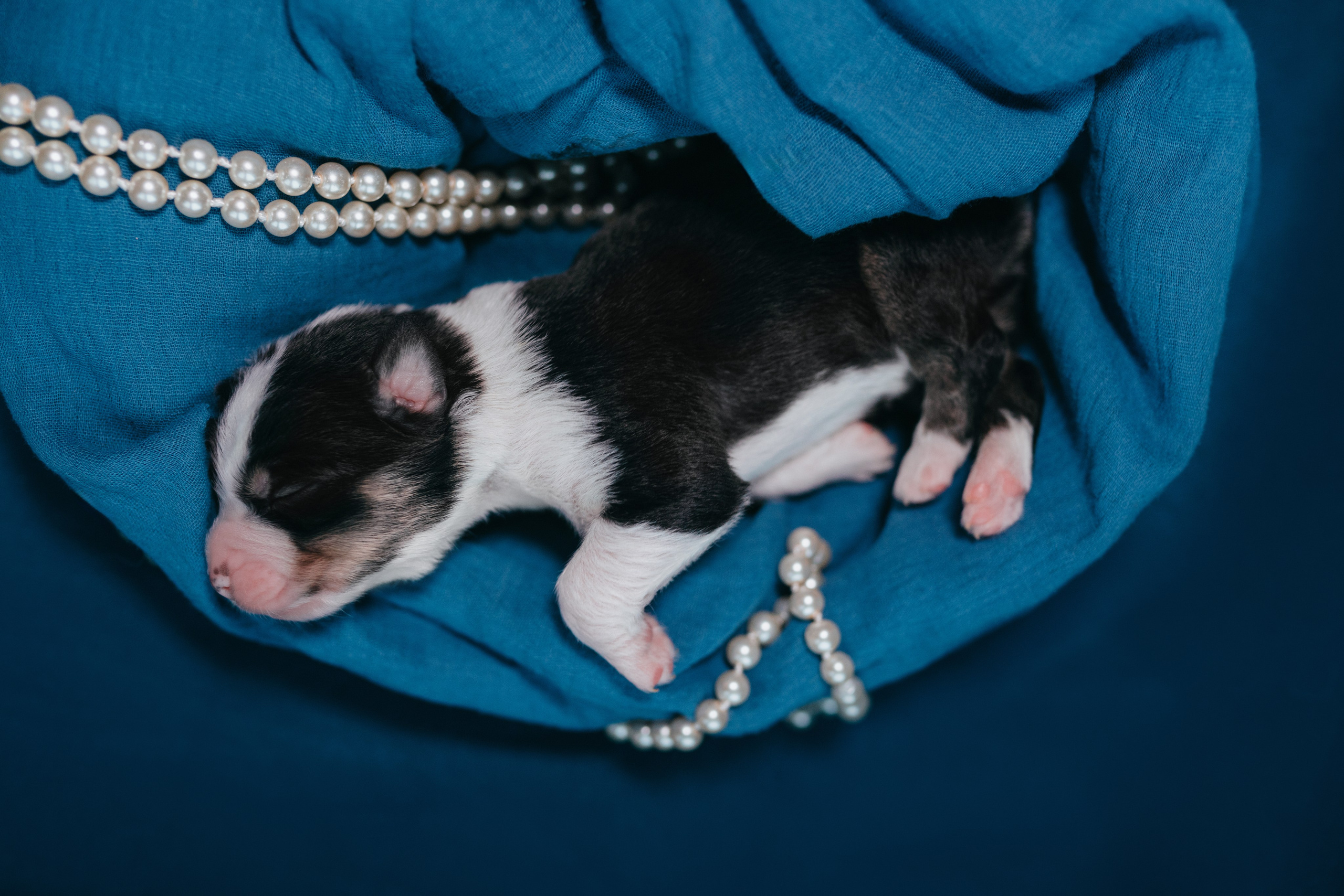 Аусси. Фотограф анималист Осипчикова Мария