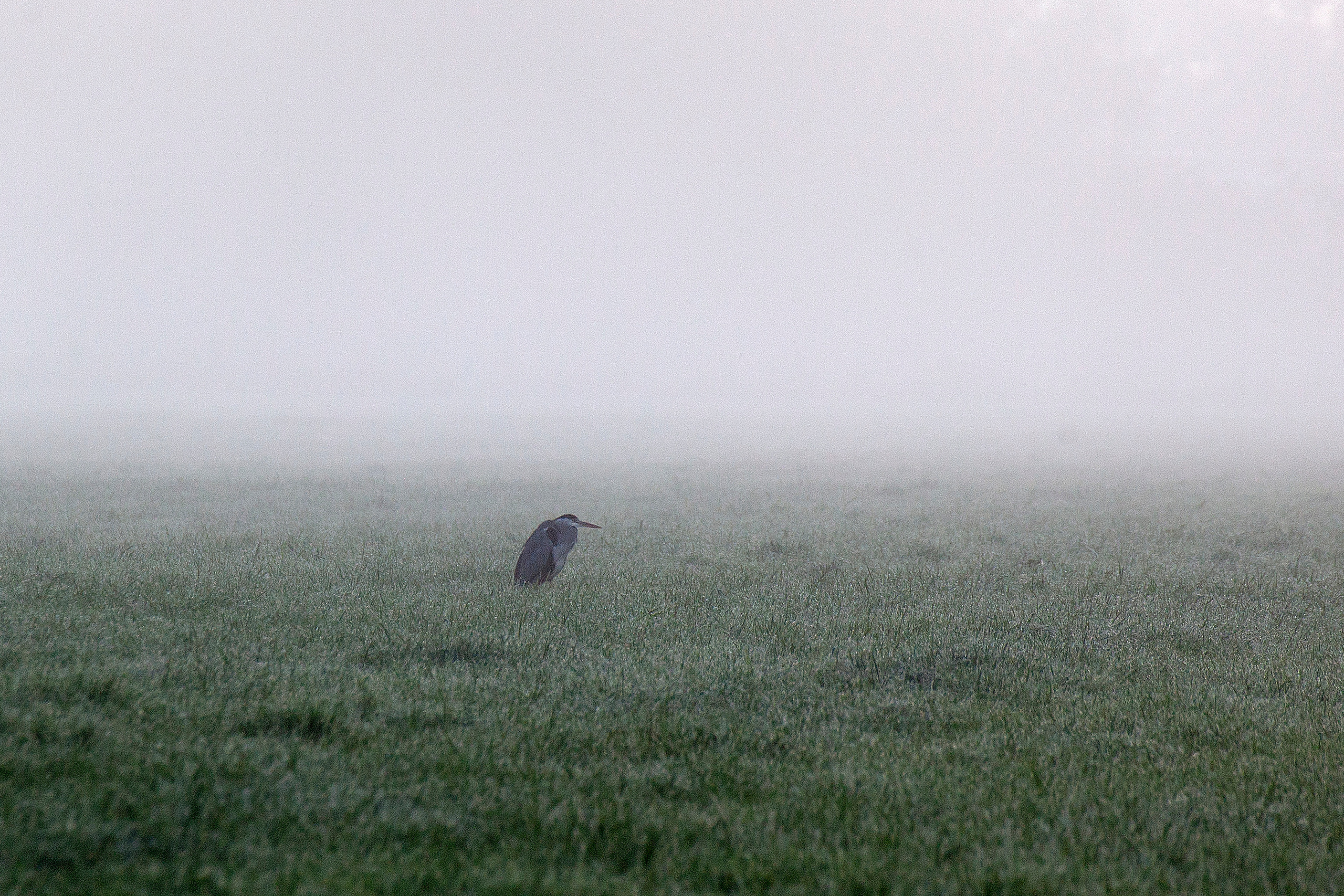 Животные. Атмосферные пейзажи, лошади, бабочки, Александр Кожухов