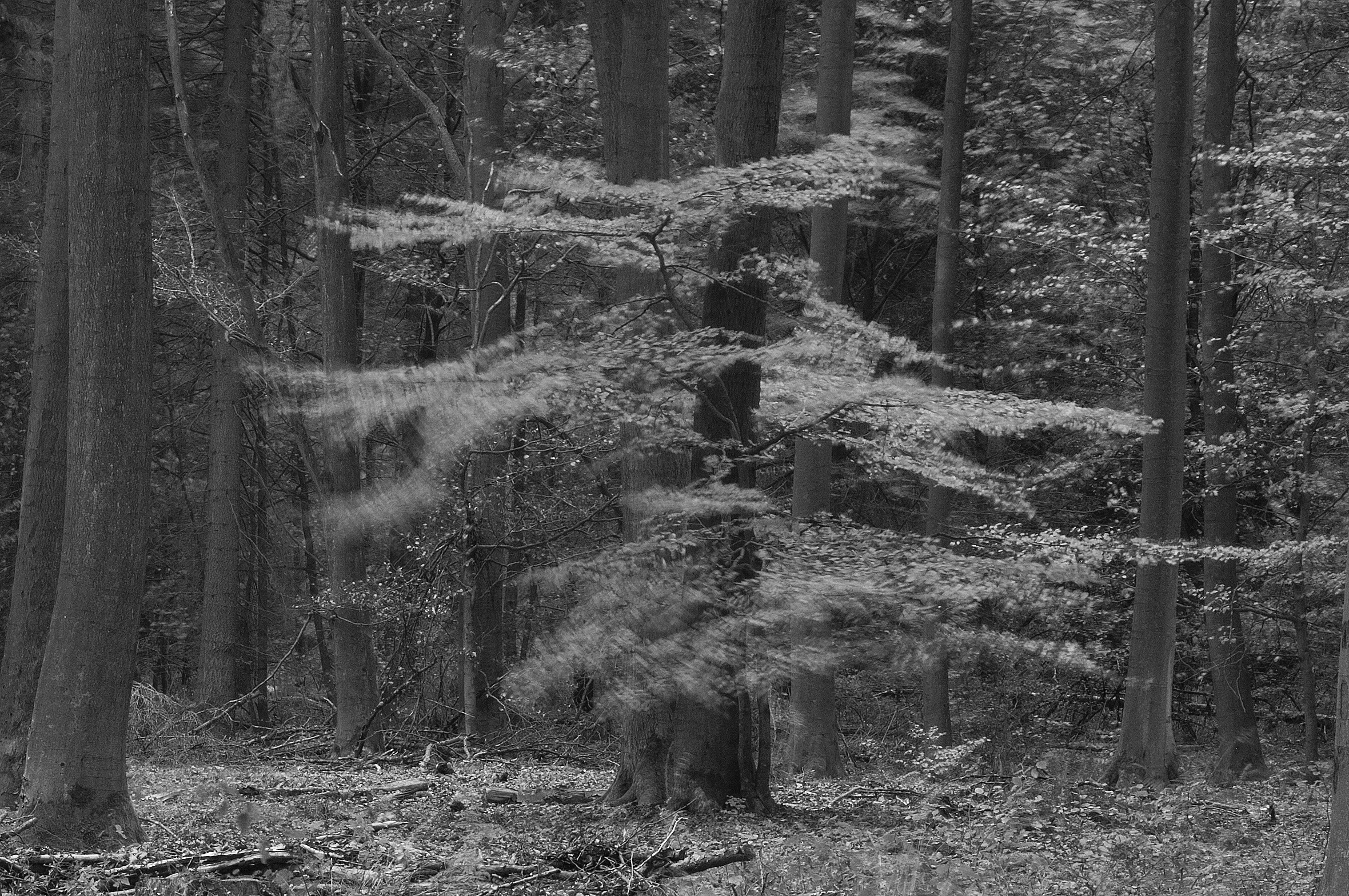 Landscapes. Atmospheric landscapes, horses, butterfies. Alexander Kozhukhov