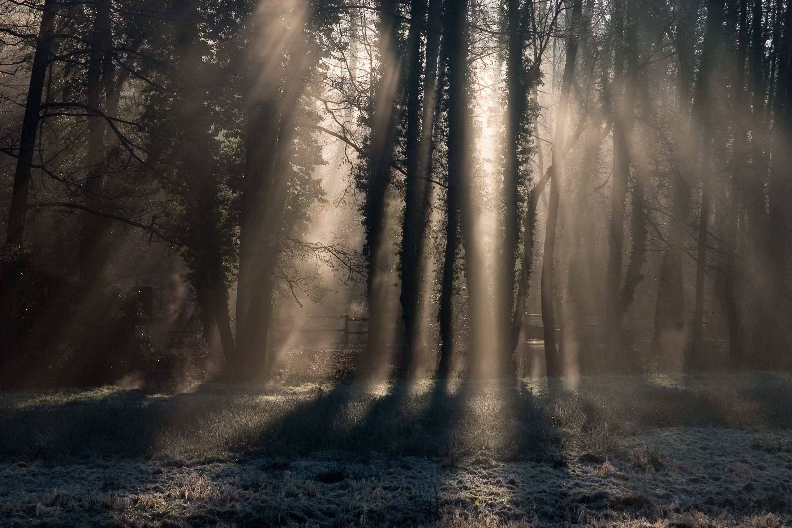 Landscapes. Atmospheric landscapes, horses, butterfies. Alexander Kozhukhov