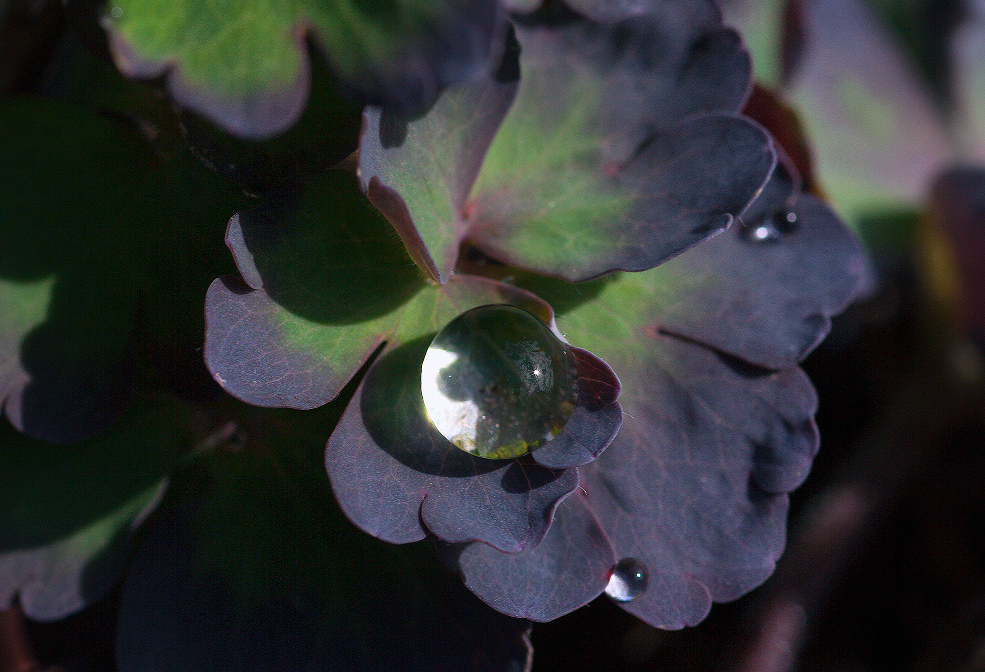Цветы. Атмосферные пейзажи, лошади, бабочки, Александр Кожухов