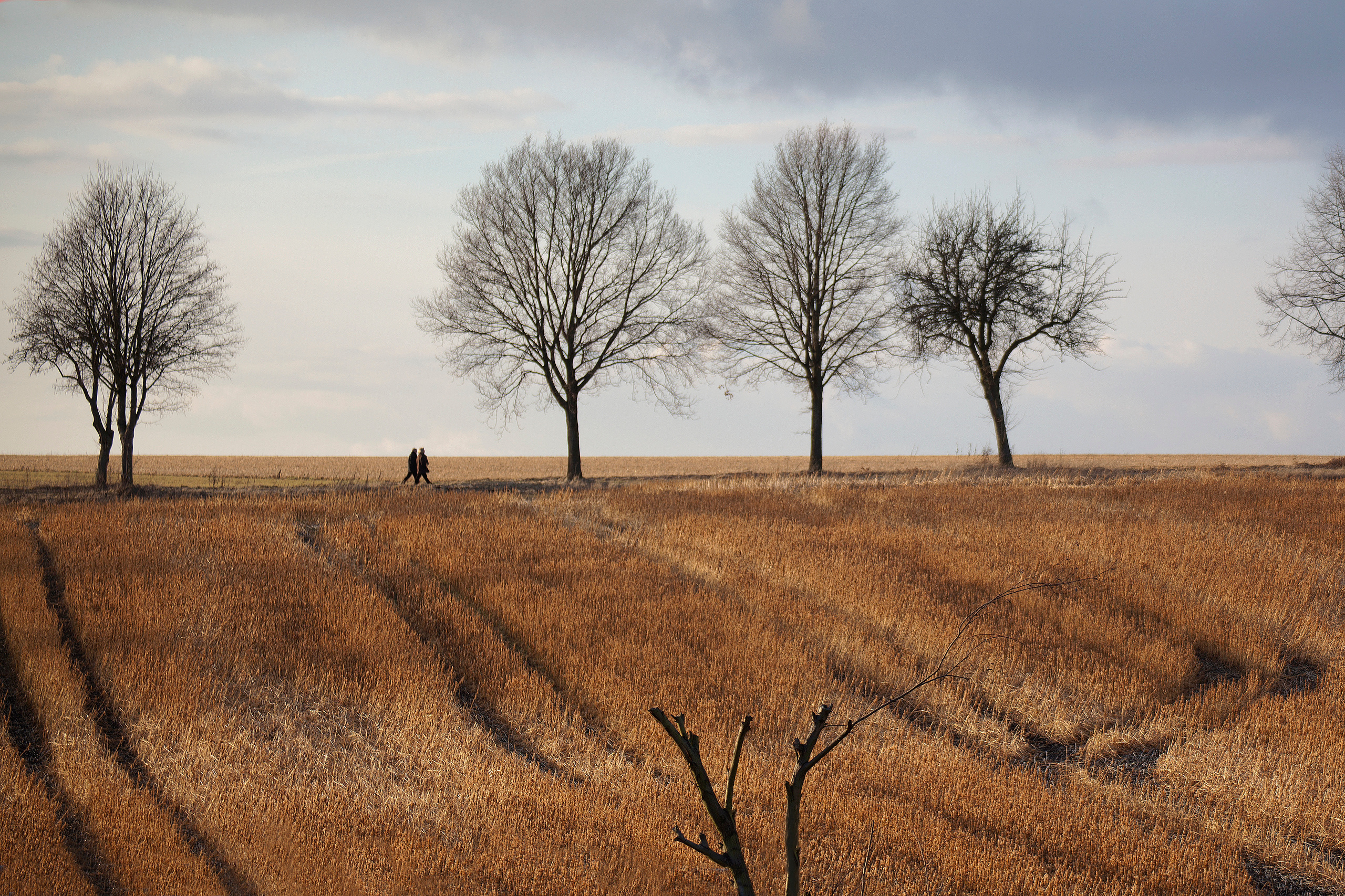 Landscapes. Atmospheric landscapes, horses, butterfies. Alexander Kozhukhov