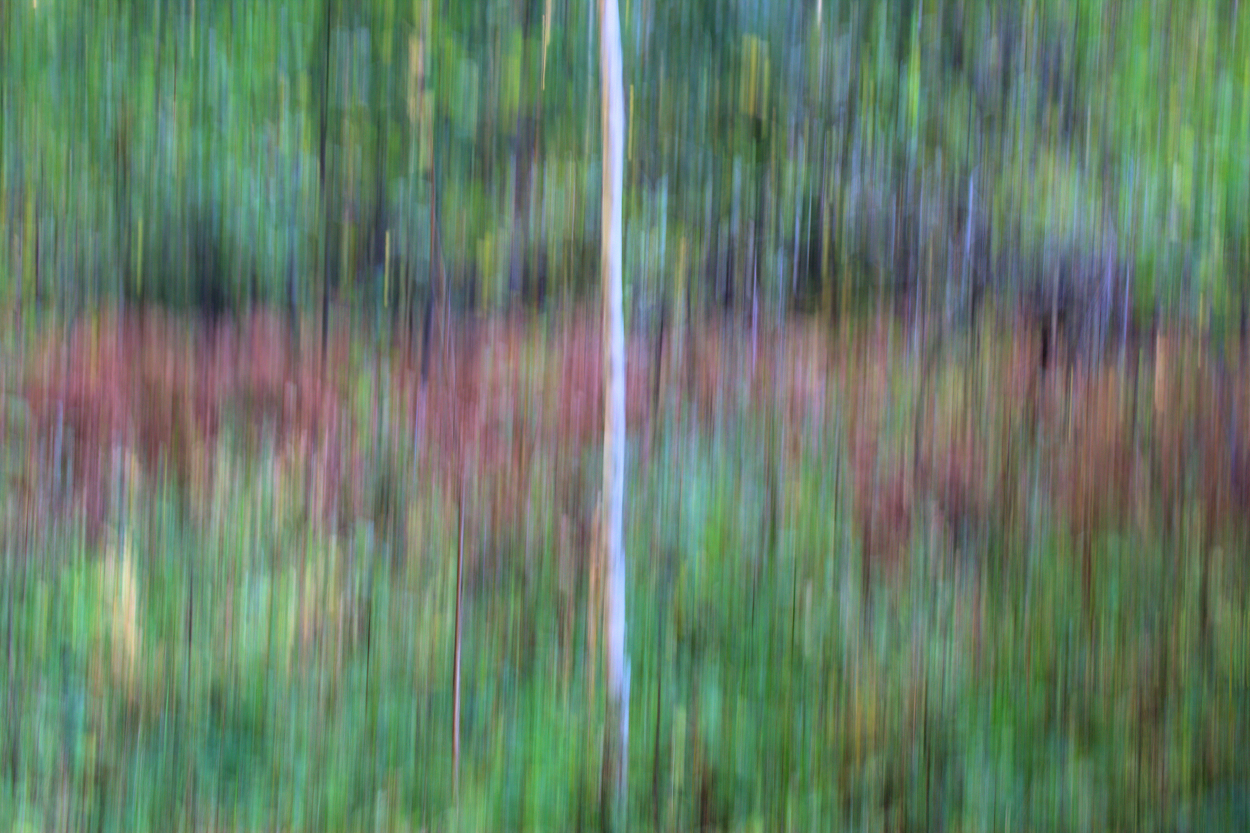 Landscapes. Atmospheric landscapes, horses, butterfies. Alexander Kozhukhov