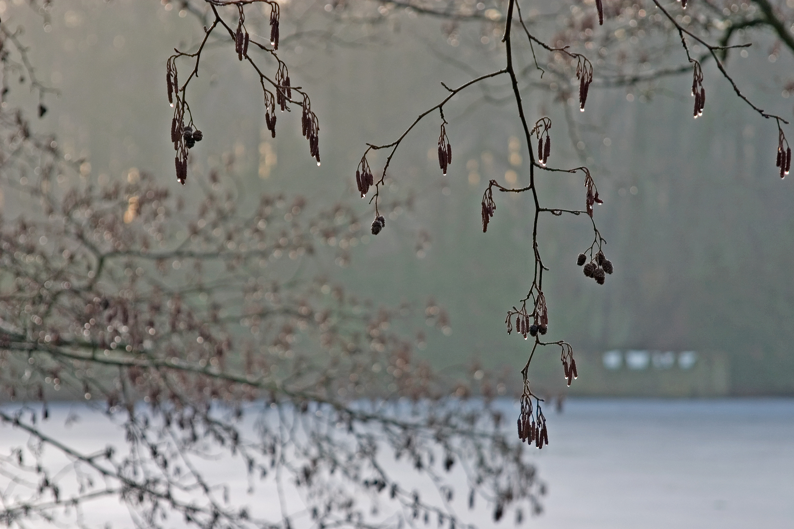 Landscapes. Atmospheric landscapes, horses, butterfies. Alexander Kozhukhov