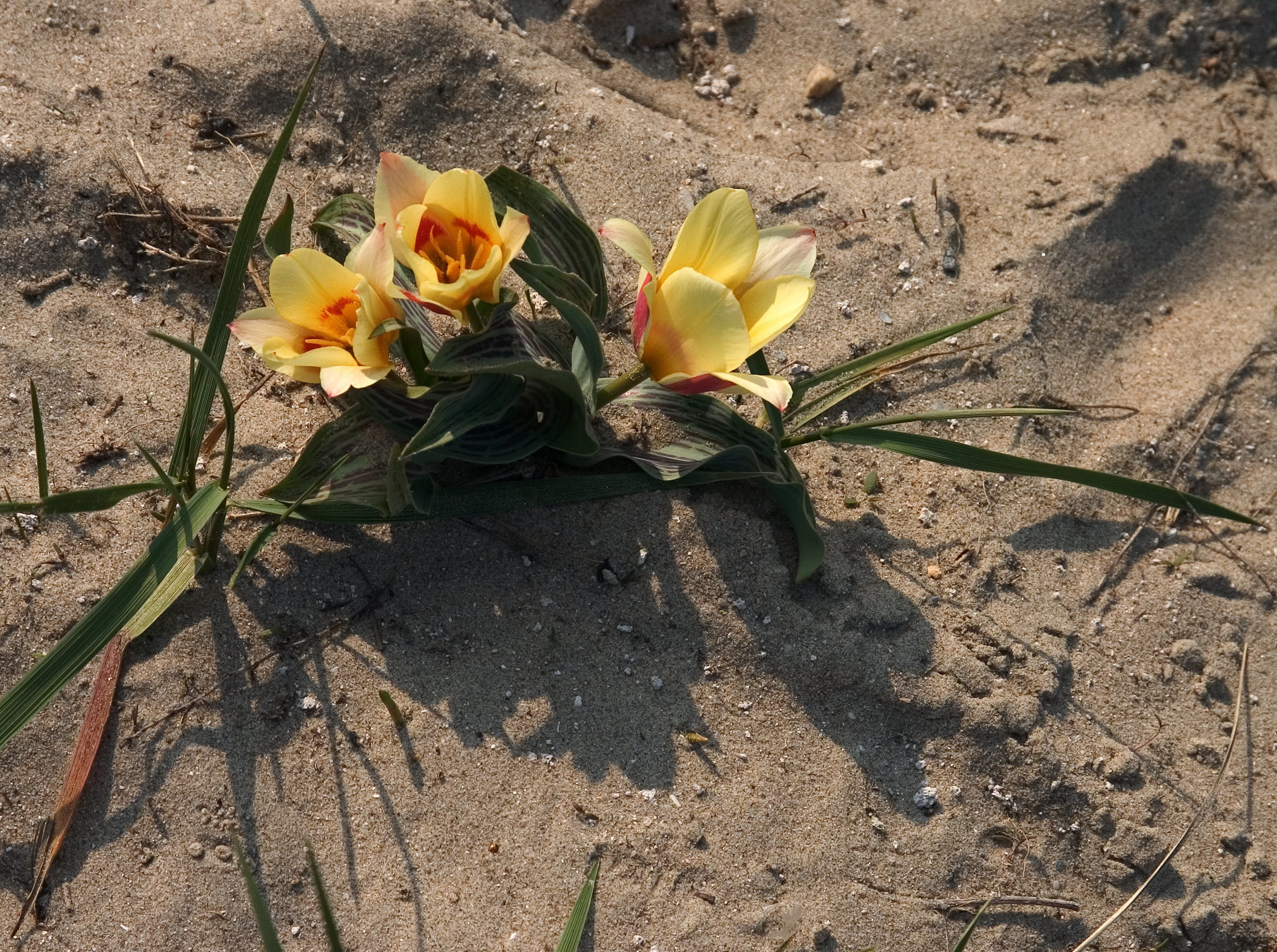 Цветы. Атмосферные пейзажи, лошади, бабочки, Александр Кожухов