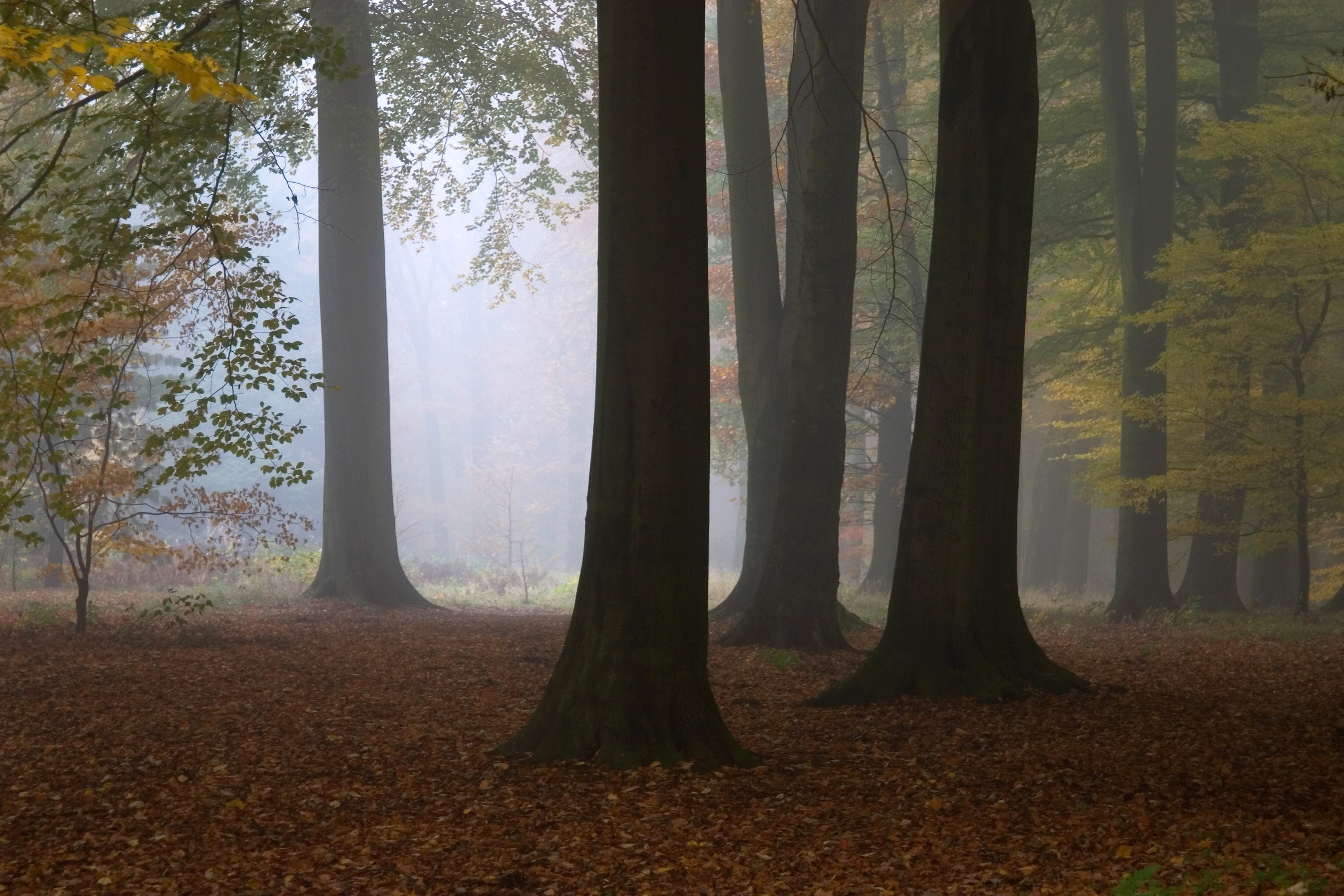 Landscapes. Atmospheric landscapes, horses, butterfies. Alexander Kozhukhov