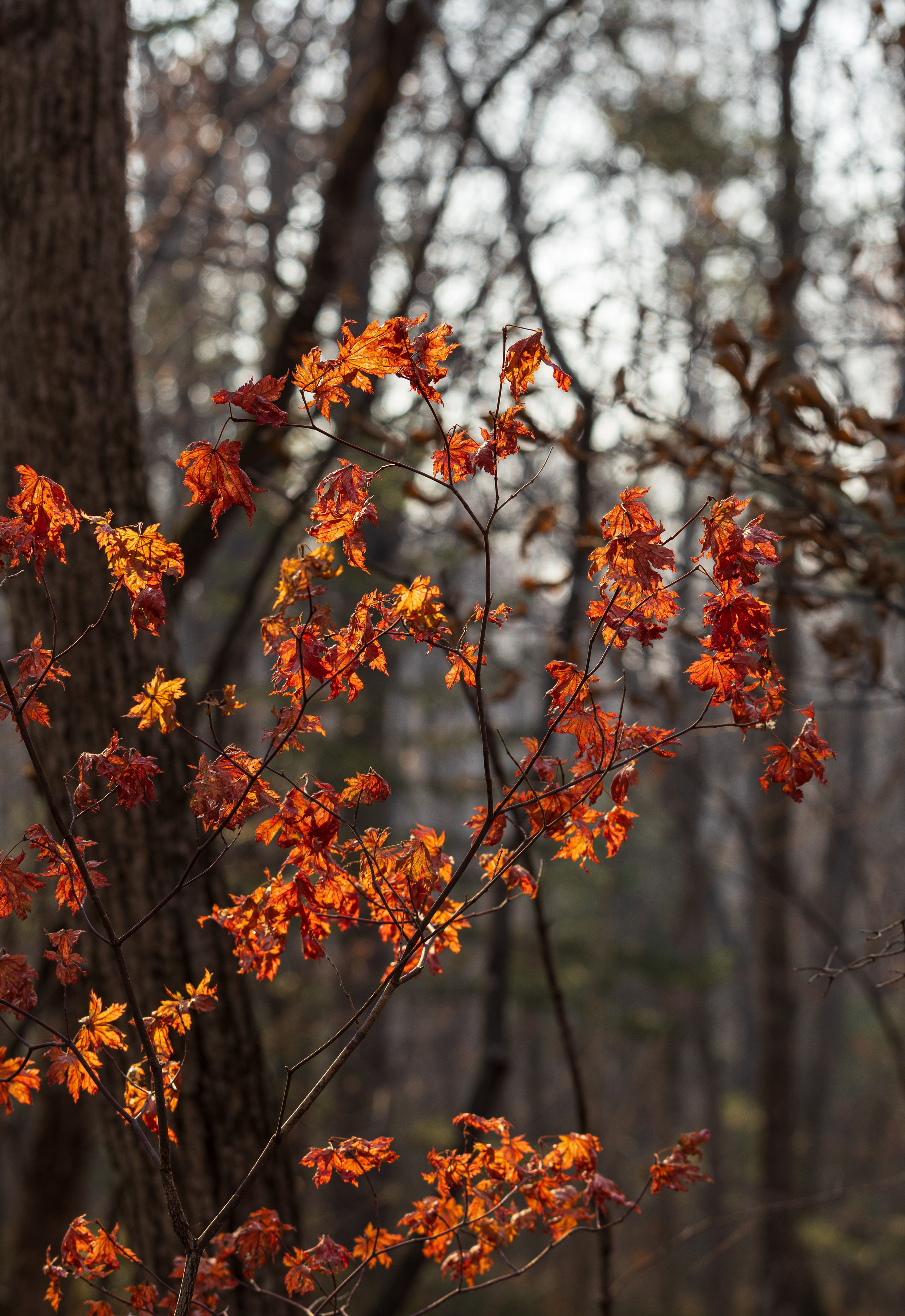 Маруськины слёзы. Константин Кириченко