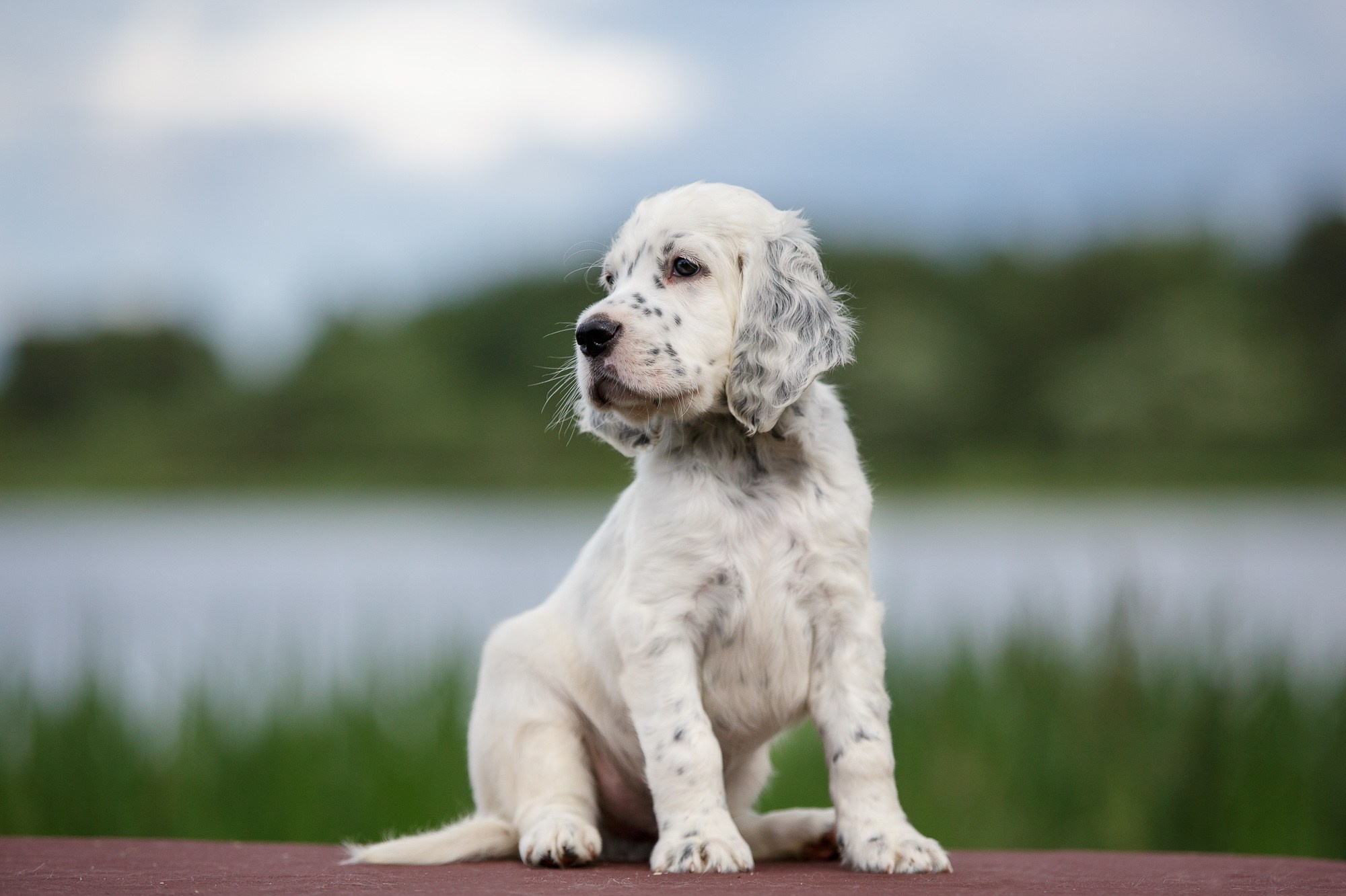 Фотосъёмки щенков. Фотограф-анималист Natalia Deingel | Фотосъемка собак в Москве
