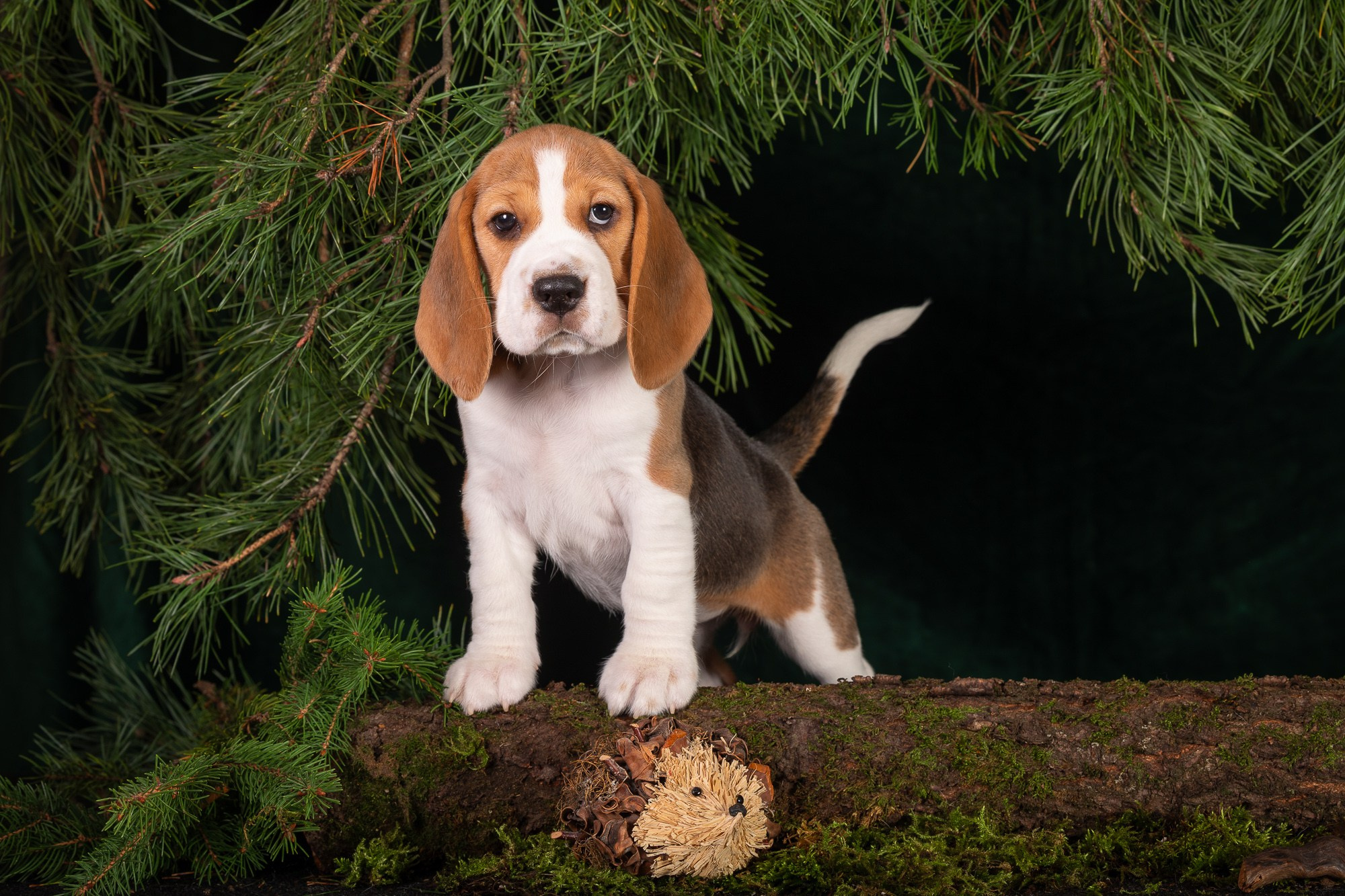 Фотосъёмки щенков. Фотограф-анималист Natalia Deingel | Фотосъемка собак в Москве
