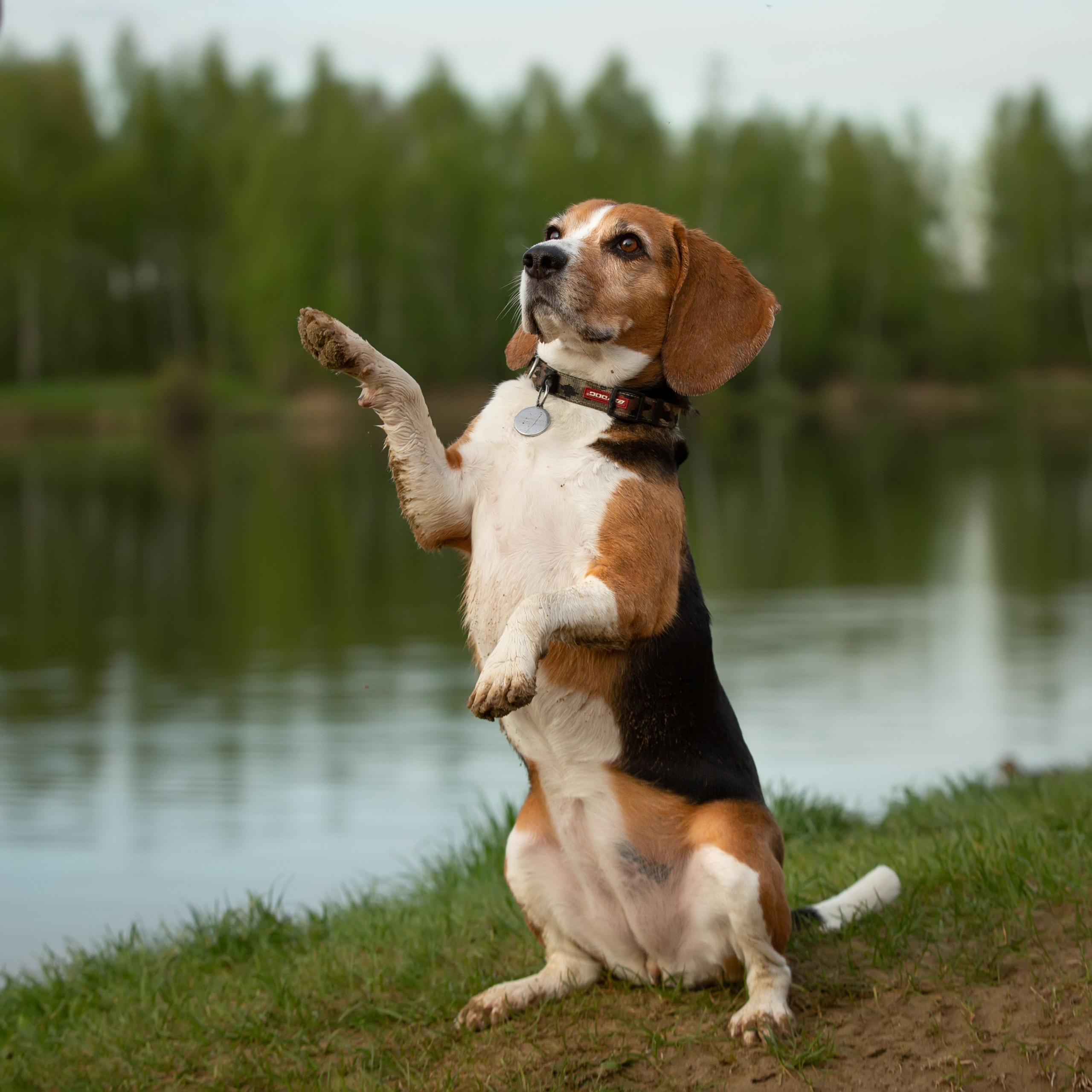 Бигли питомника КрисМэлл. Фотограф-анималист Natalia Deingel | Фотосъемка собак в Москве