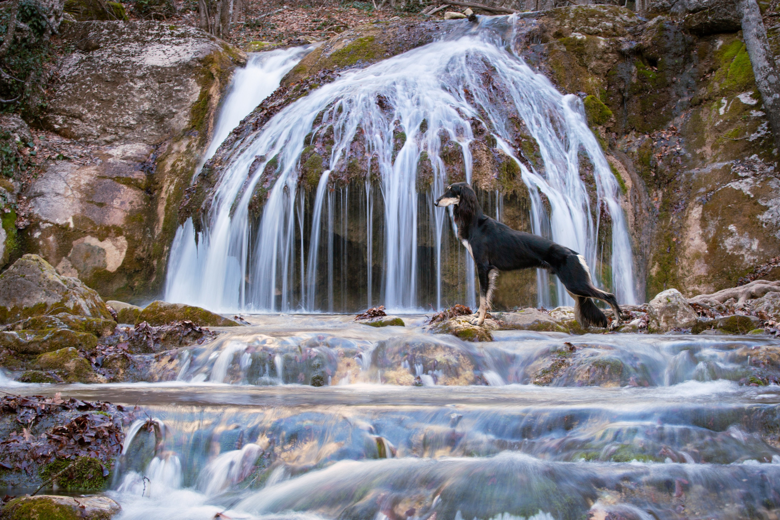 Съёмки собак на природе. Фотограф-анималист Natalia Deingel | Фотосъемка собак в Москве