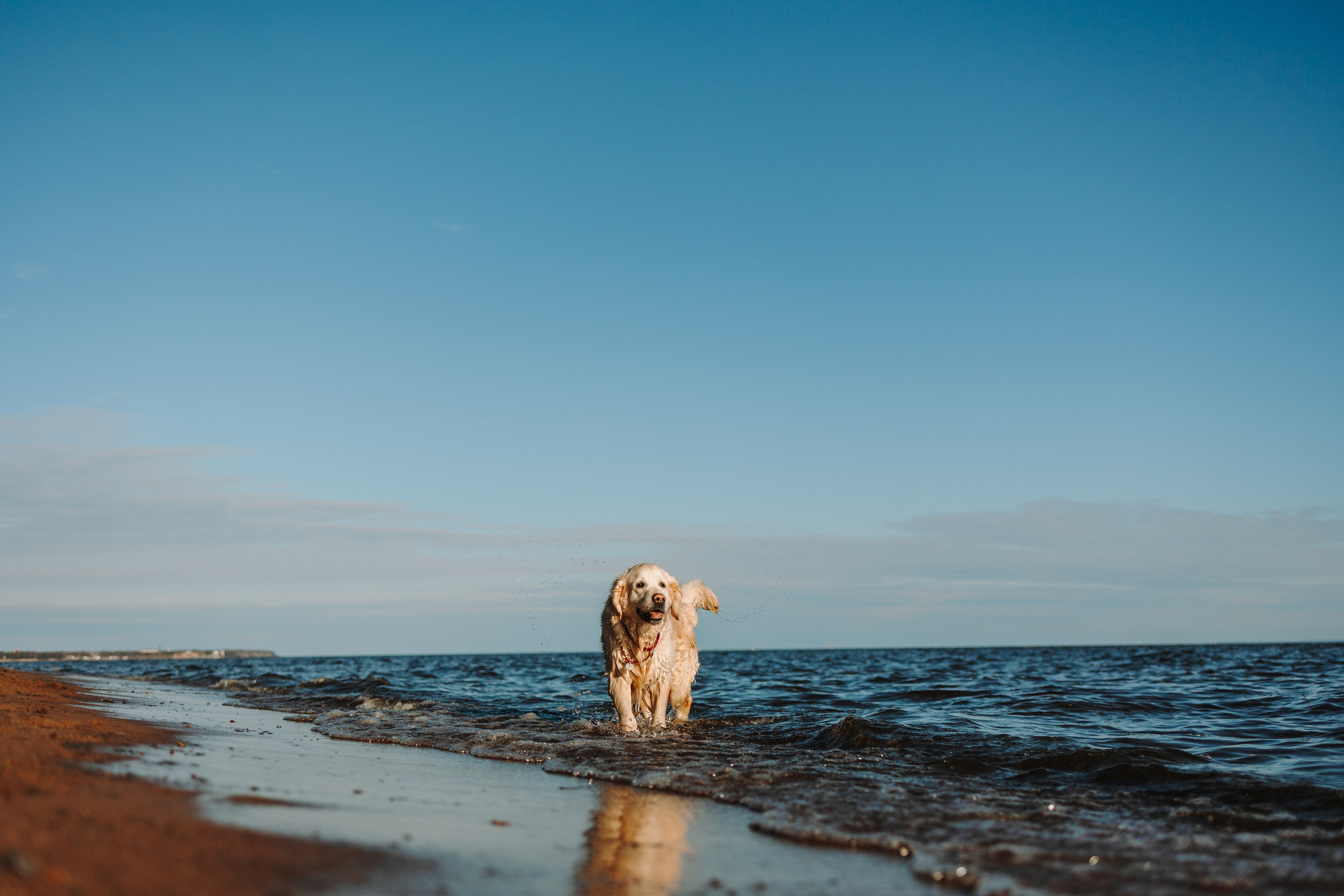 Катя и ее девочки. Фотограф — Анималист | Санкт-Петербург