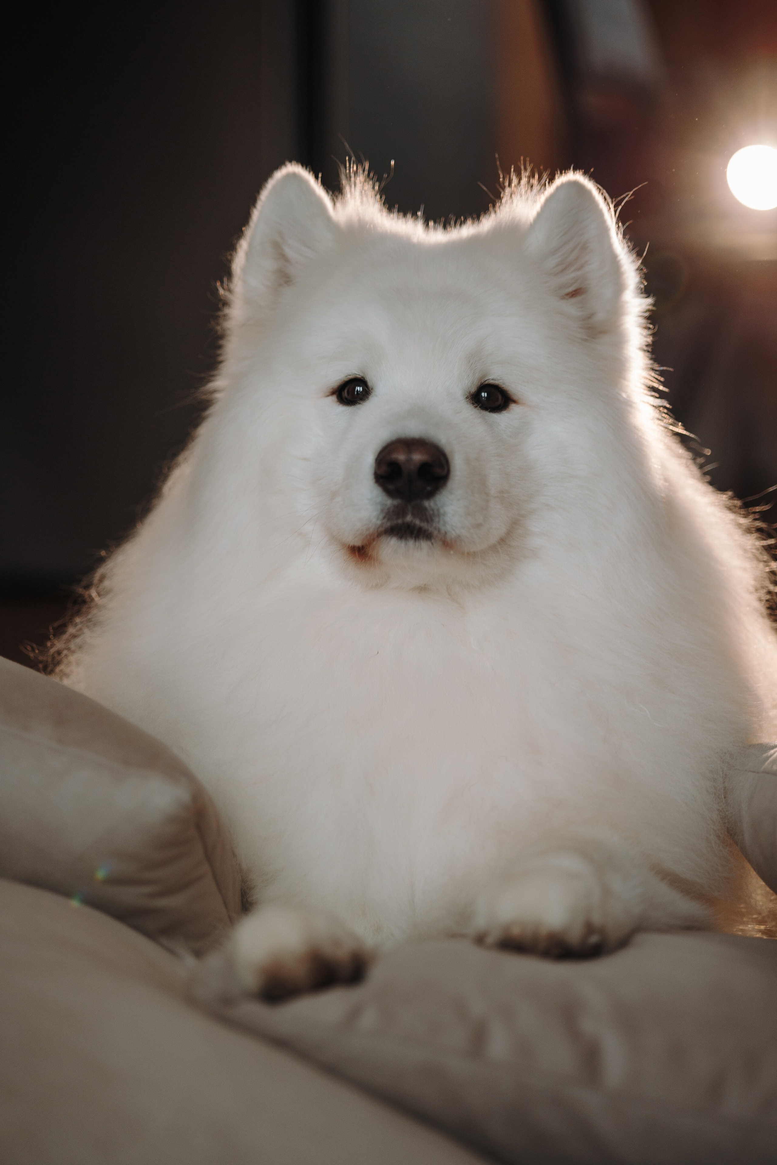 Маркус и его семья. Фотограф — Анималист | Санкт-Петербург