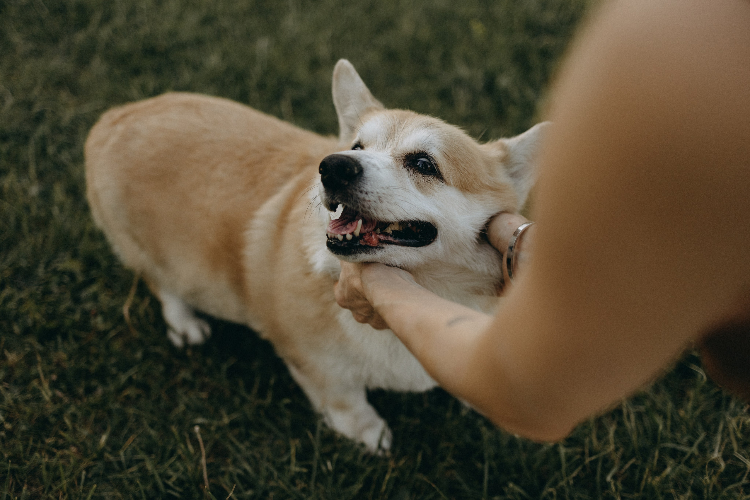 Кристина и Шелби. Фотограф — Анималист | Санкт-Петербург