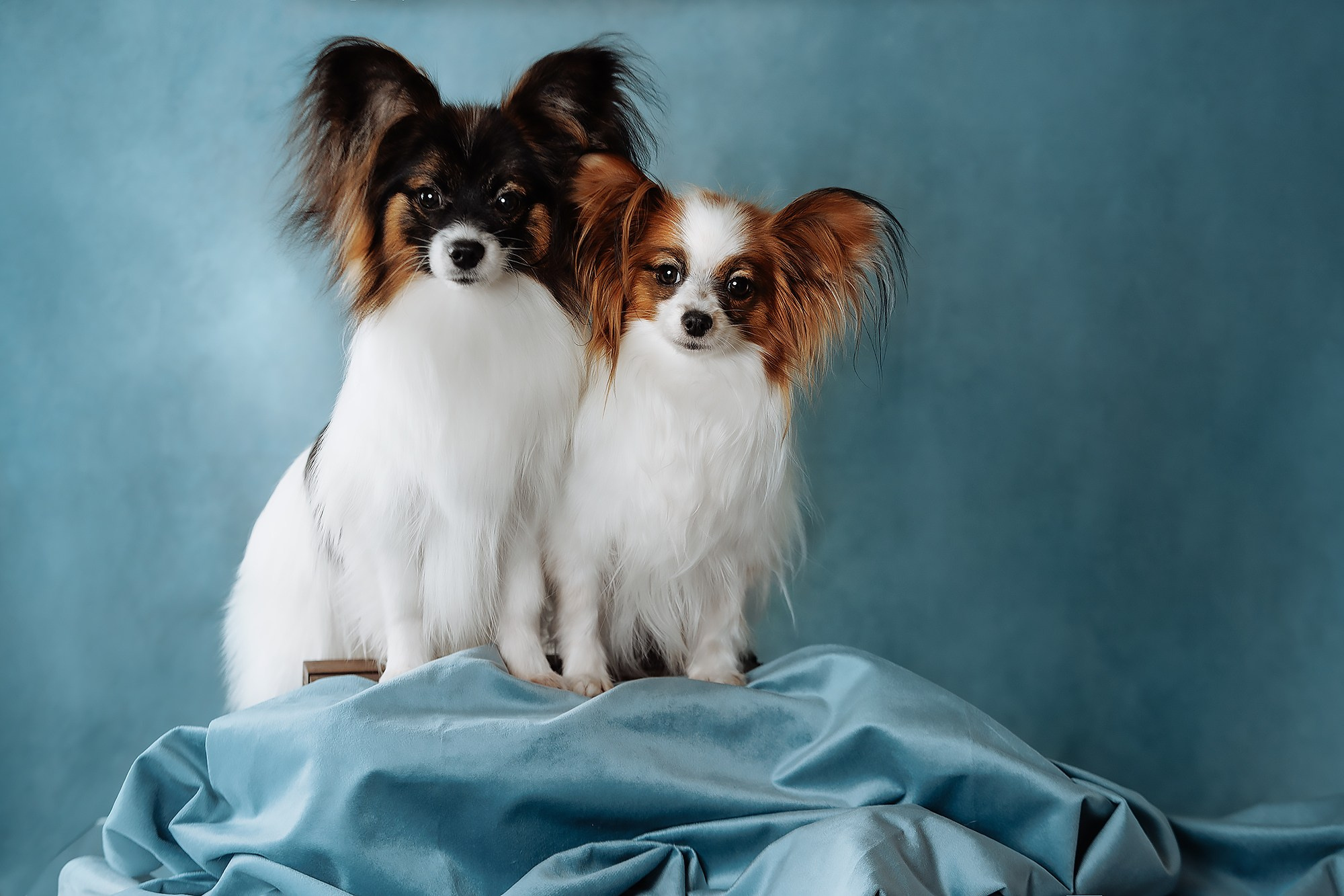 Синева. О нас