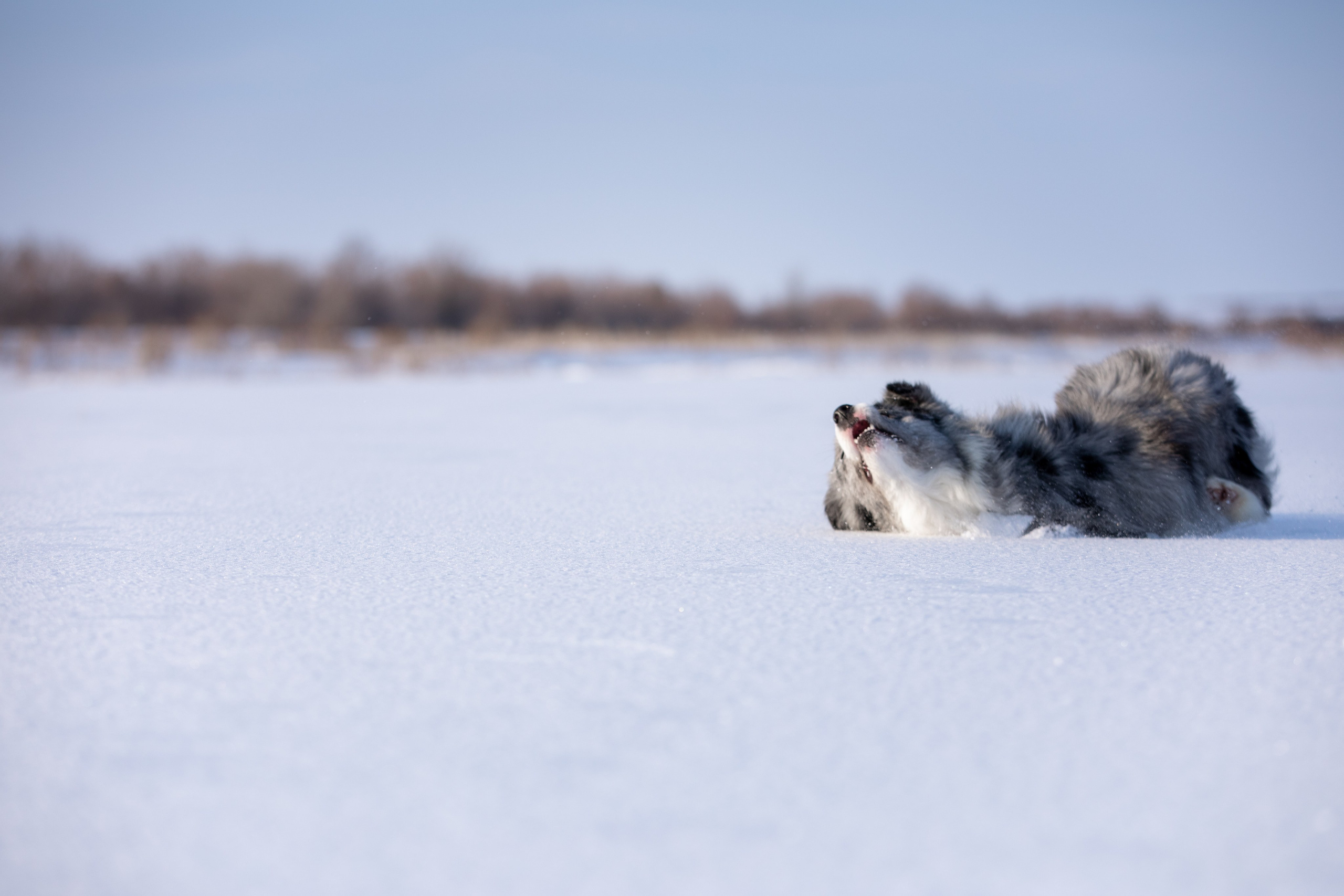 Мороз и солнце. О нас