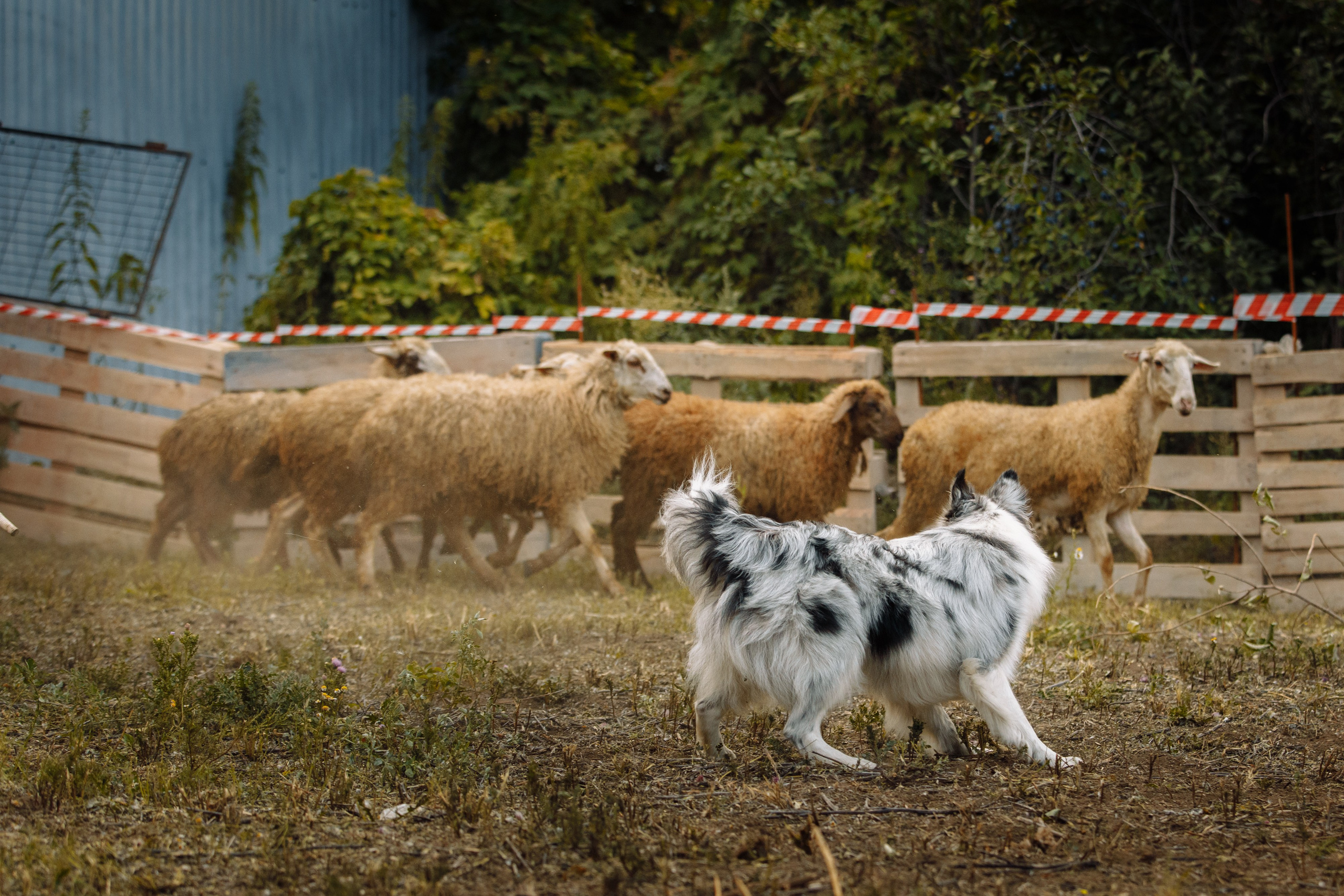 Овечий день. О нас