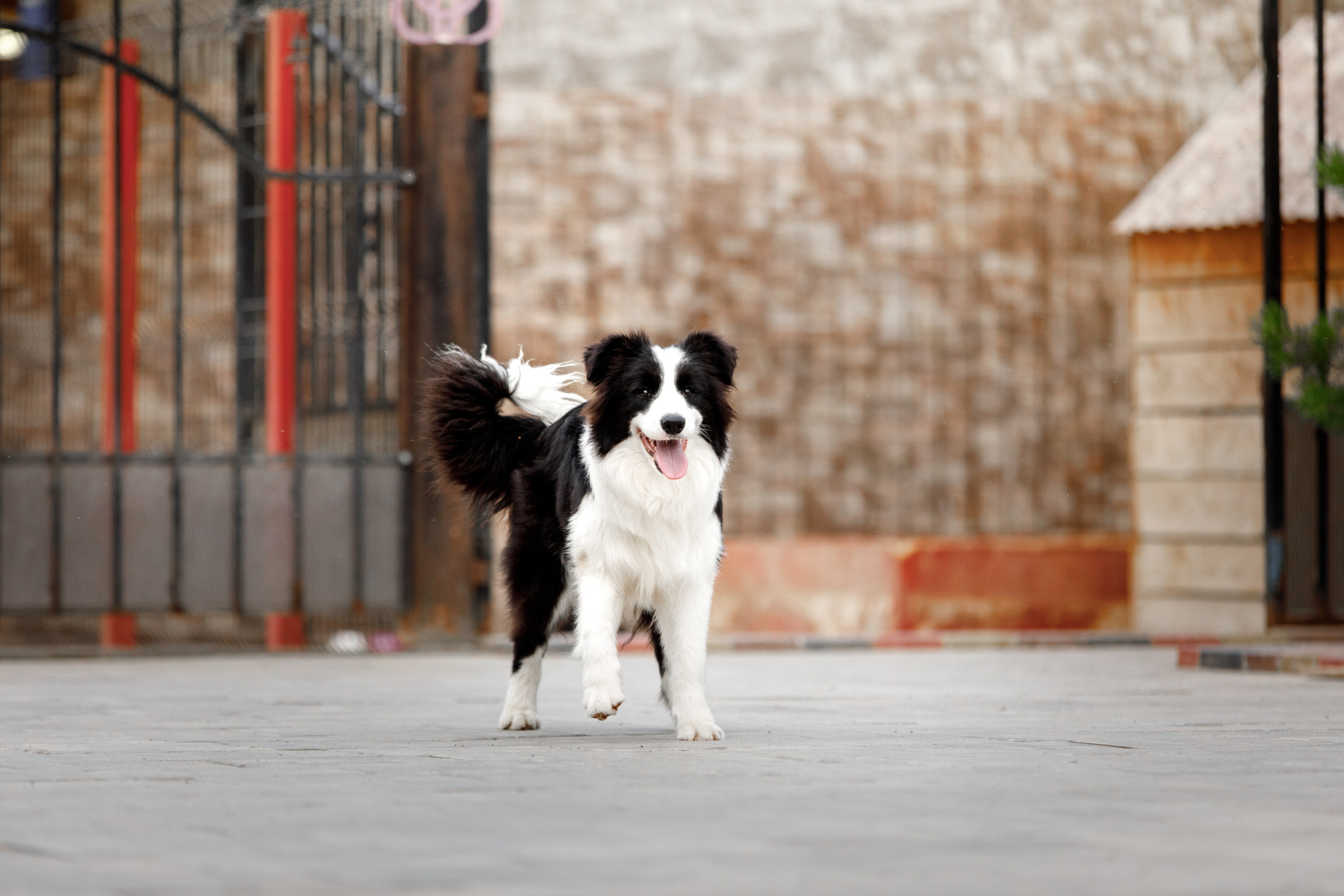 Болтовня в саду. О нас