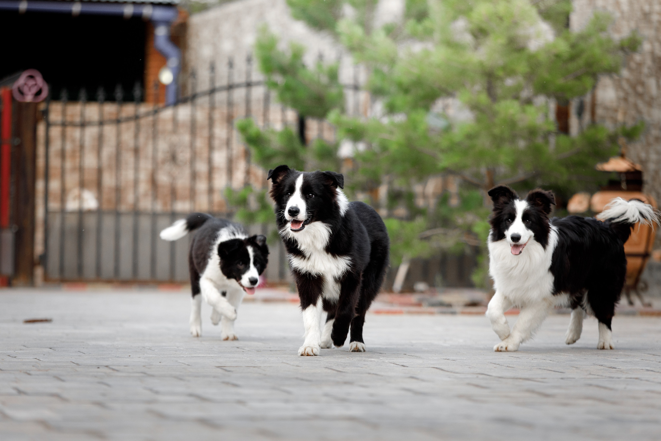 Болтовня в саду. О нас