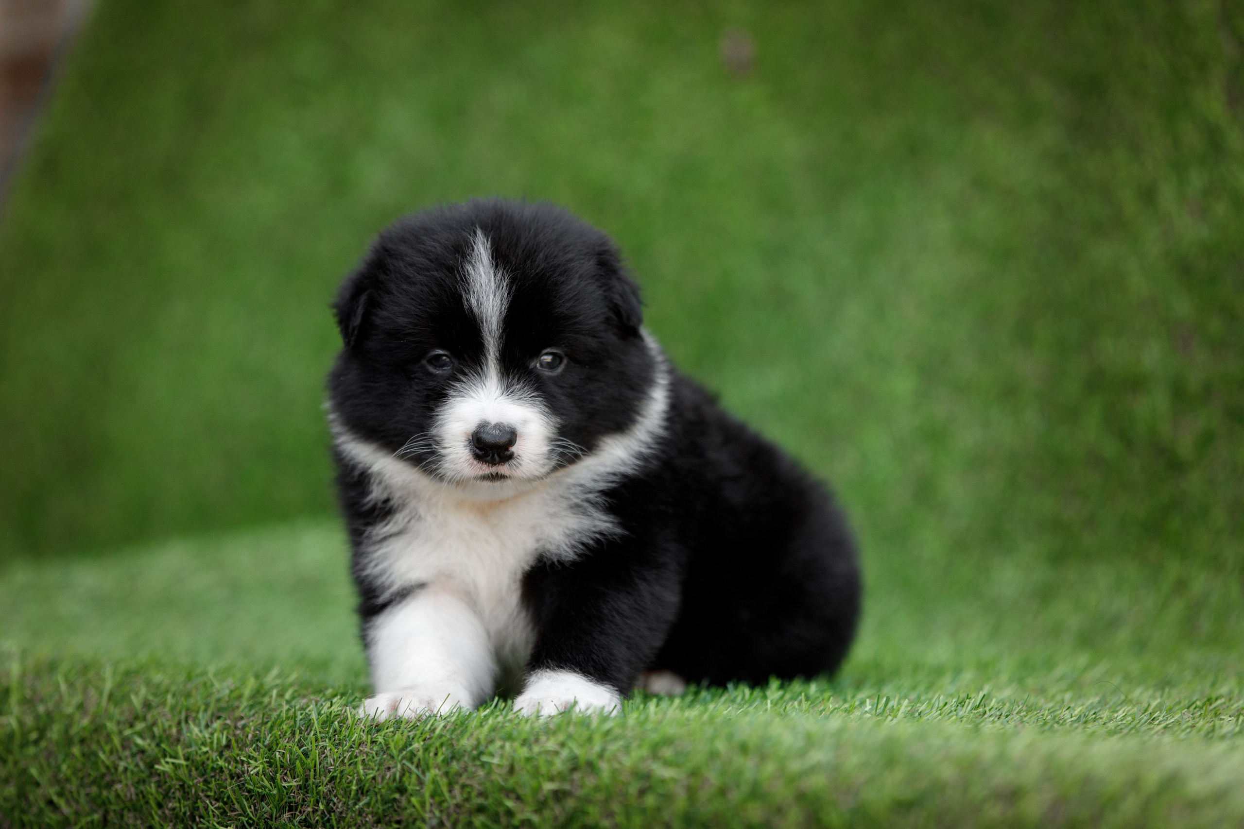 Смешарики. О нас