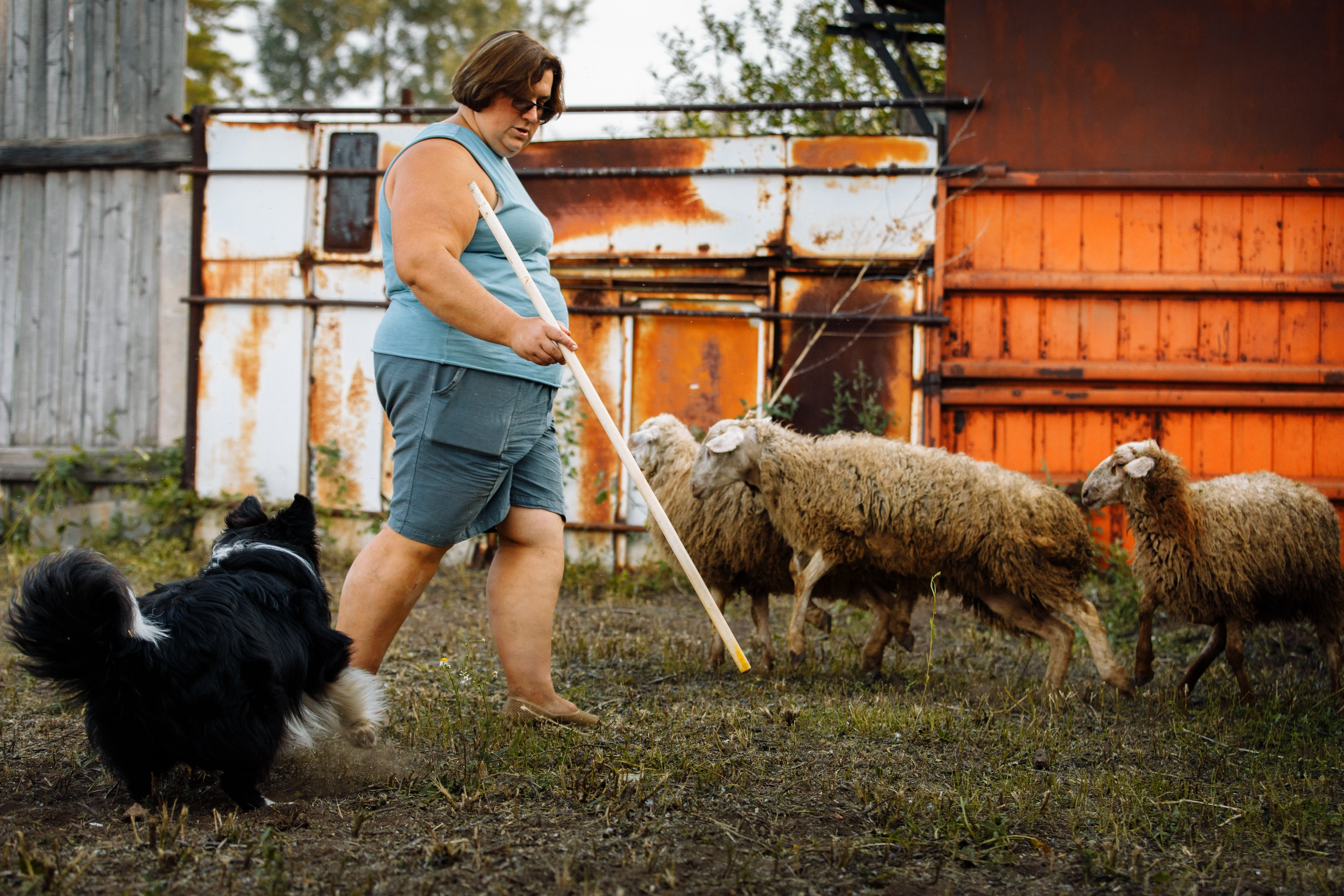 Овечий день. О нас