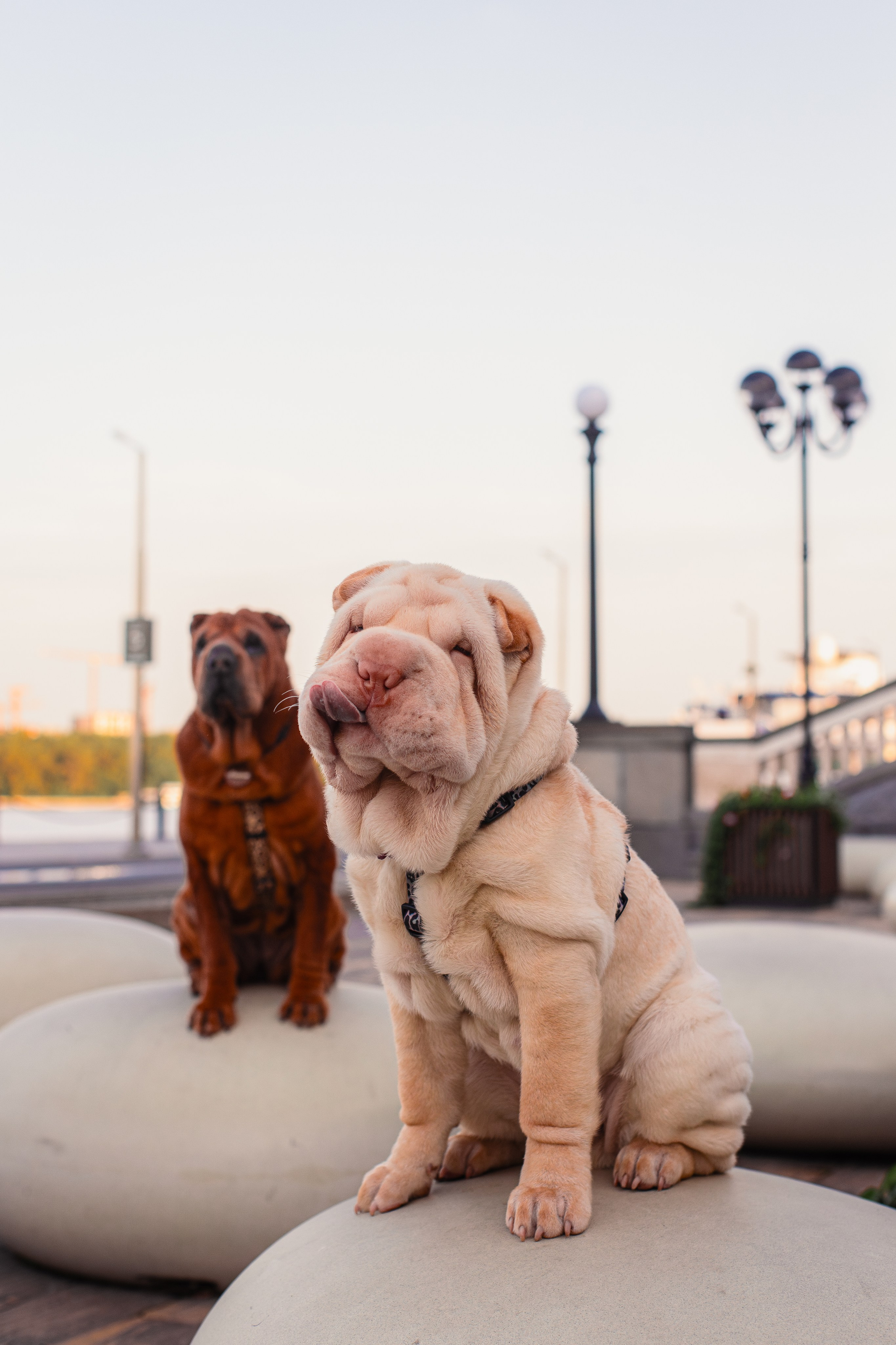 Алёна, Лагерта и Зефир. Фотограф-анималист Мария Баркевич | Москва