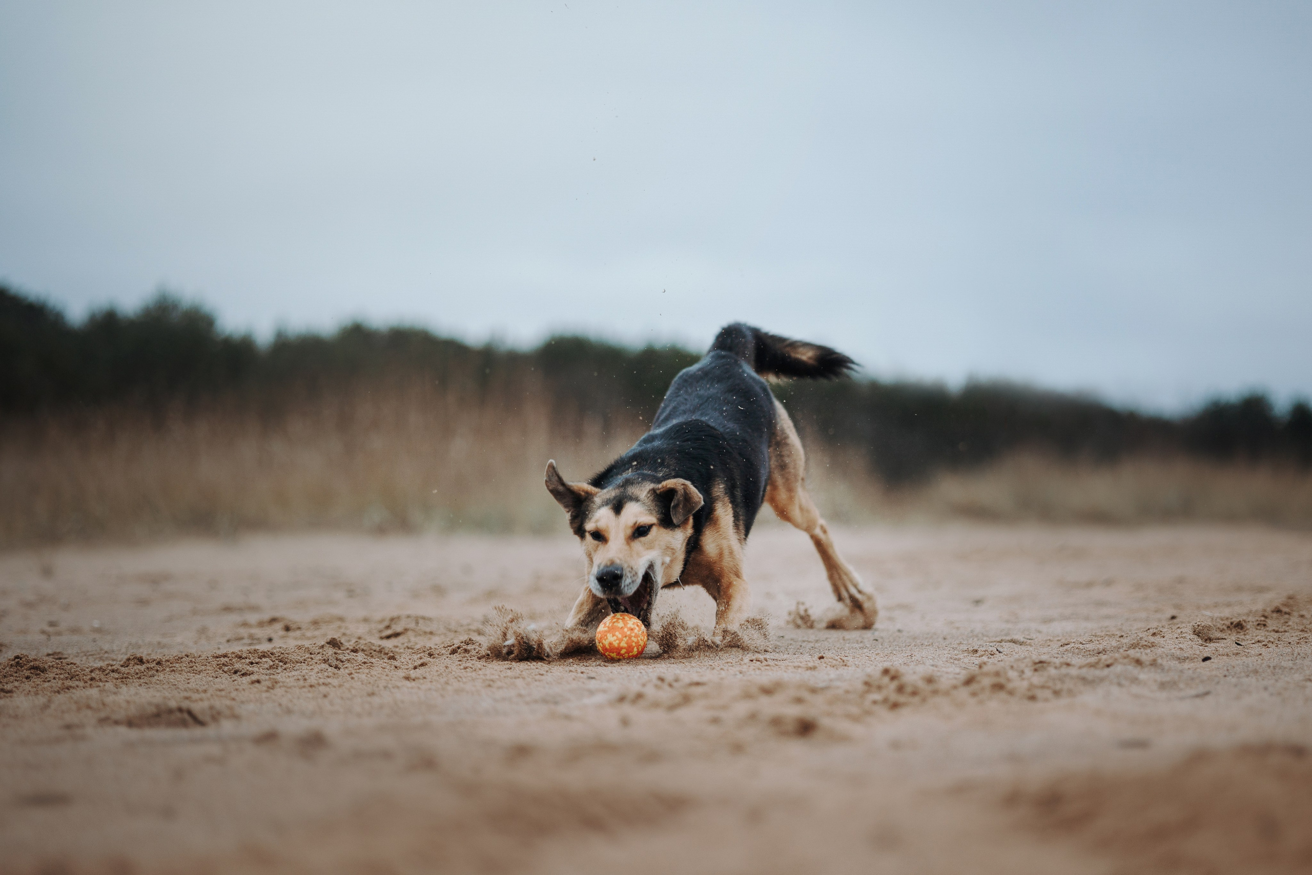 Наталья и Того. Фотограф — Анималист | Санкт-Петербург