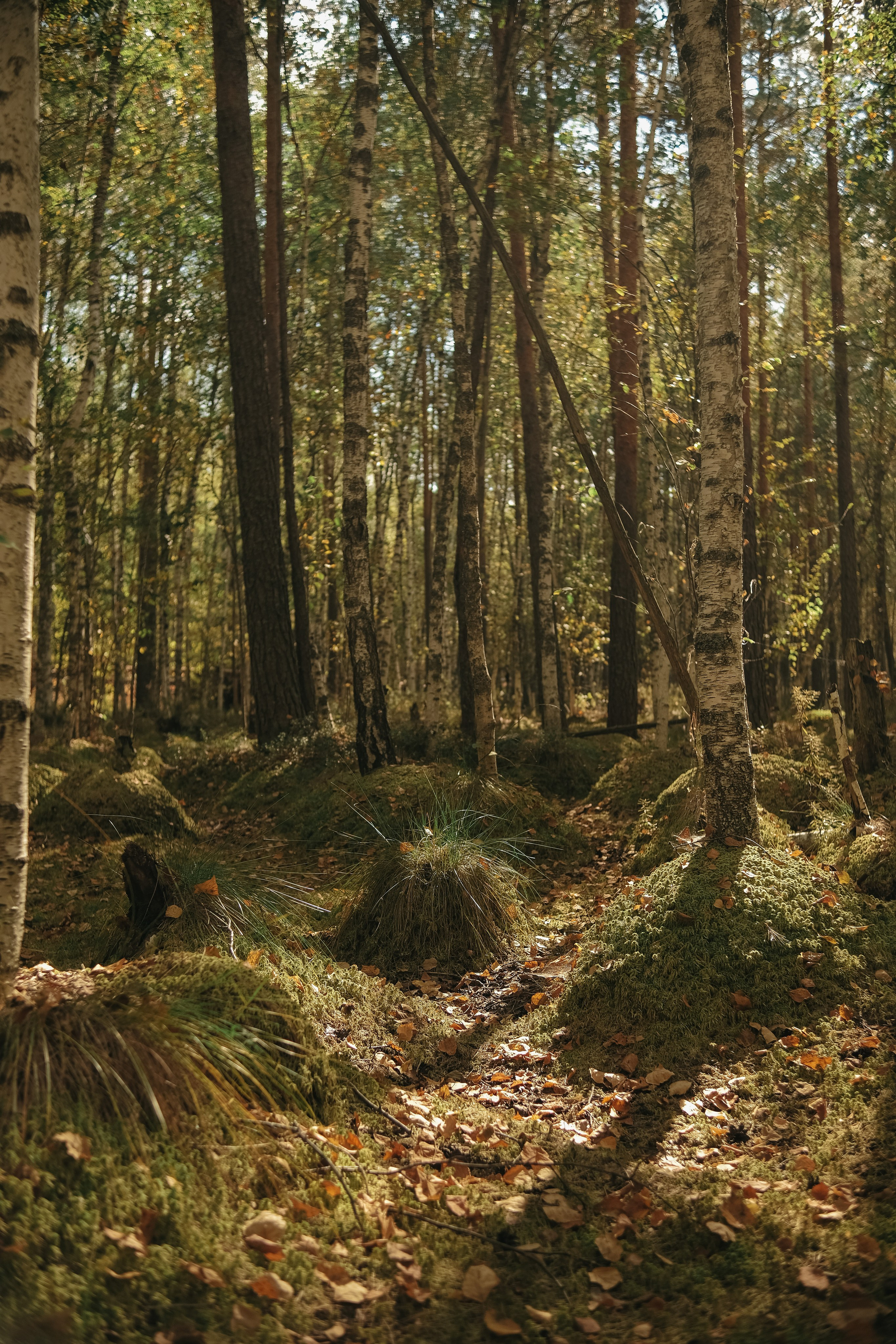 Поход по лесу в Марий-Эл. Обо мне