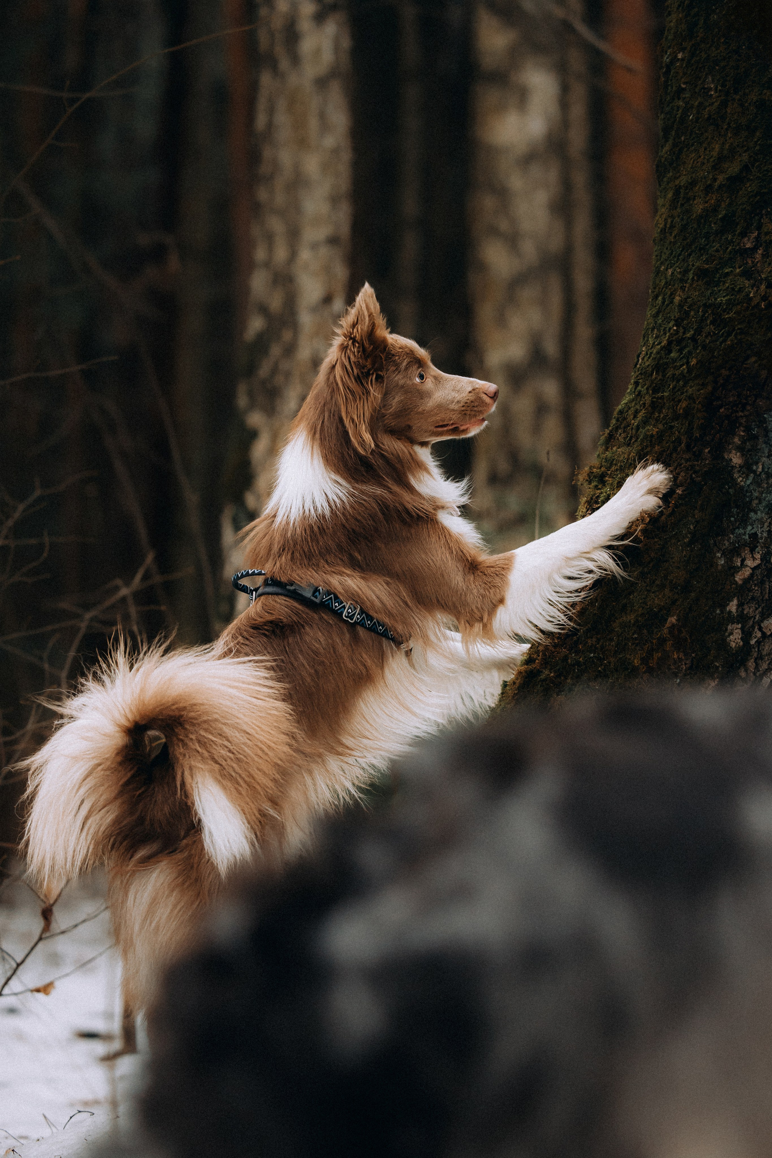 Полина, Милли и Паддингтон