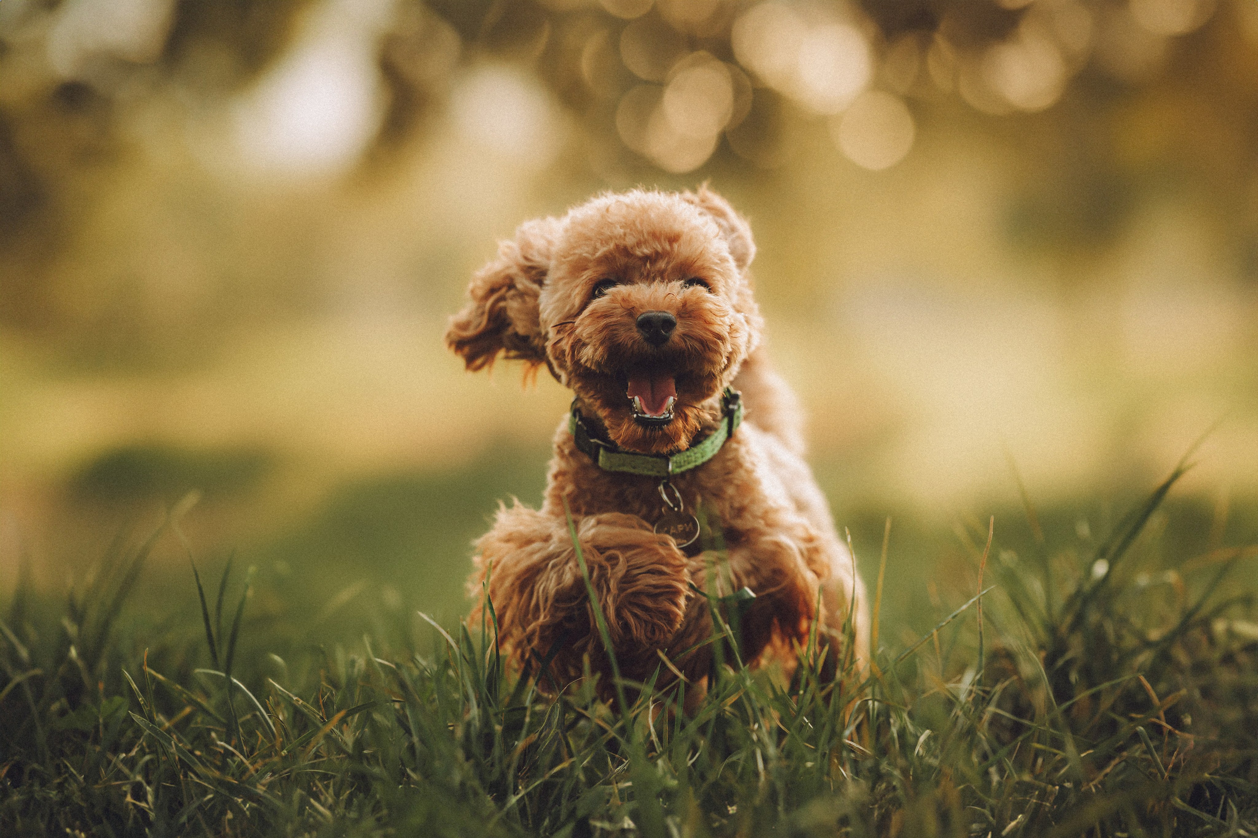 Гречка, Кари и щенки