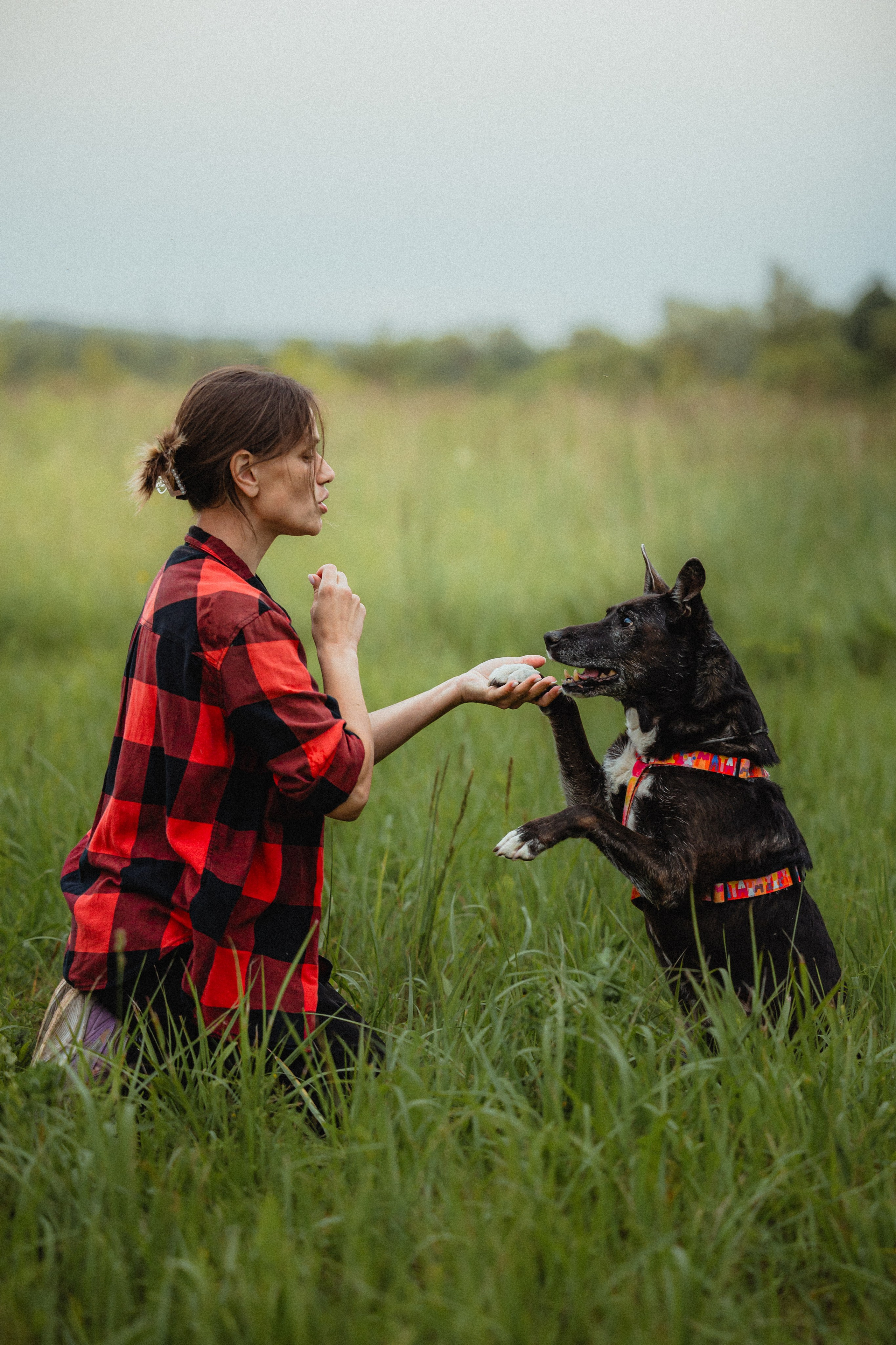 Выездной дог-тренинг от школы «Шерсть имею»